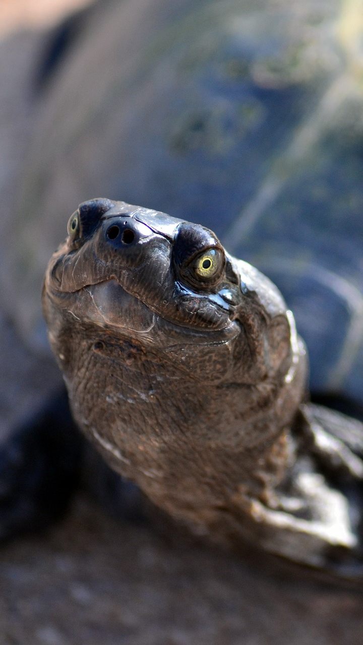 Auch die europäische Sumpfschildkröte ist - wenn auch selten - in Wien zu finden.