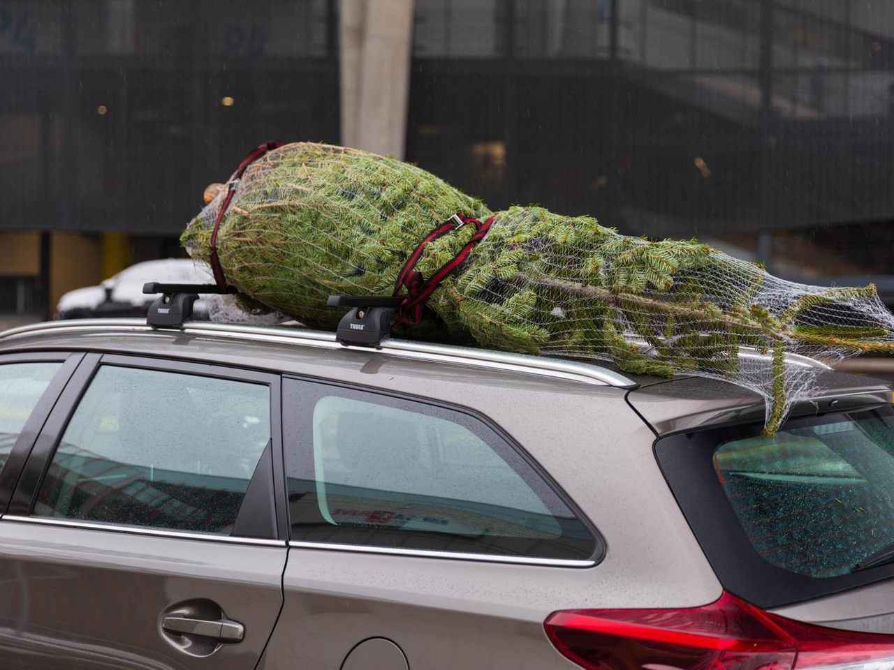 Der Christbaum ist zu 82 Prozent mit dem Auto unterwegs. Der Christbaum ist zu 82 Prozent mit dem Auto unterwegs.