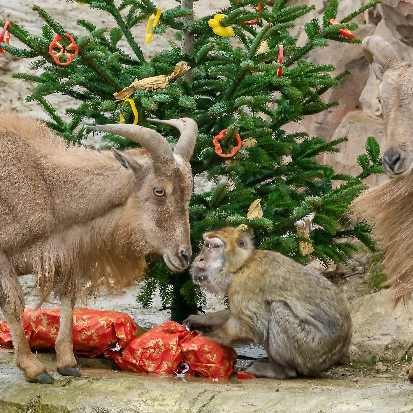 Weihnachtlicher Festschmaus im Tiergarten Schönbrunn