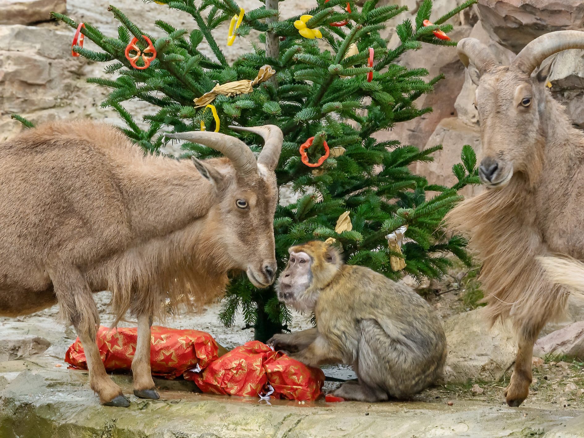 Weihnachtlicher Festschmaus im Tiergarten Schönbrunn Weihnachtlicher Festschmaus im Tiergarten Schönbrunn