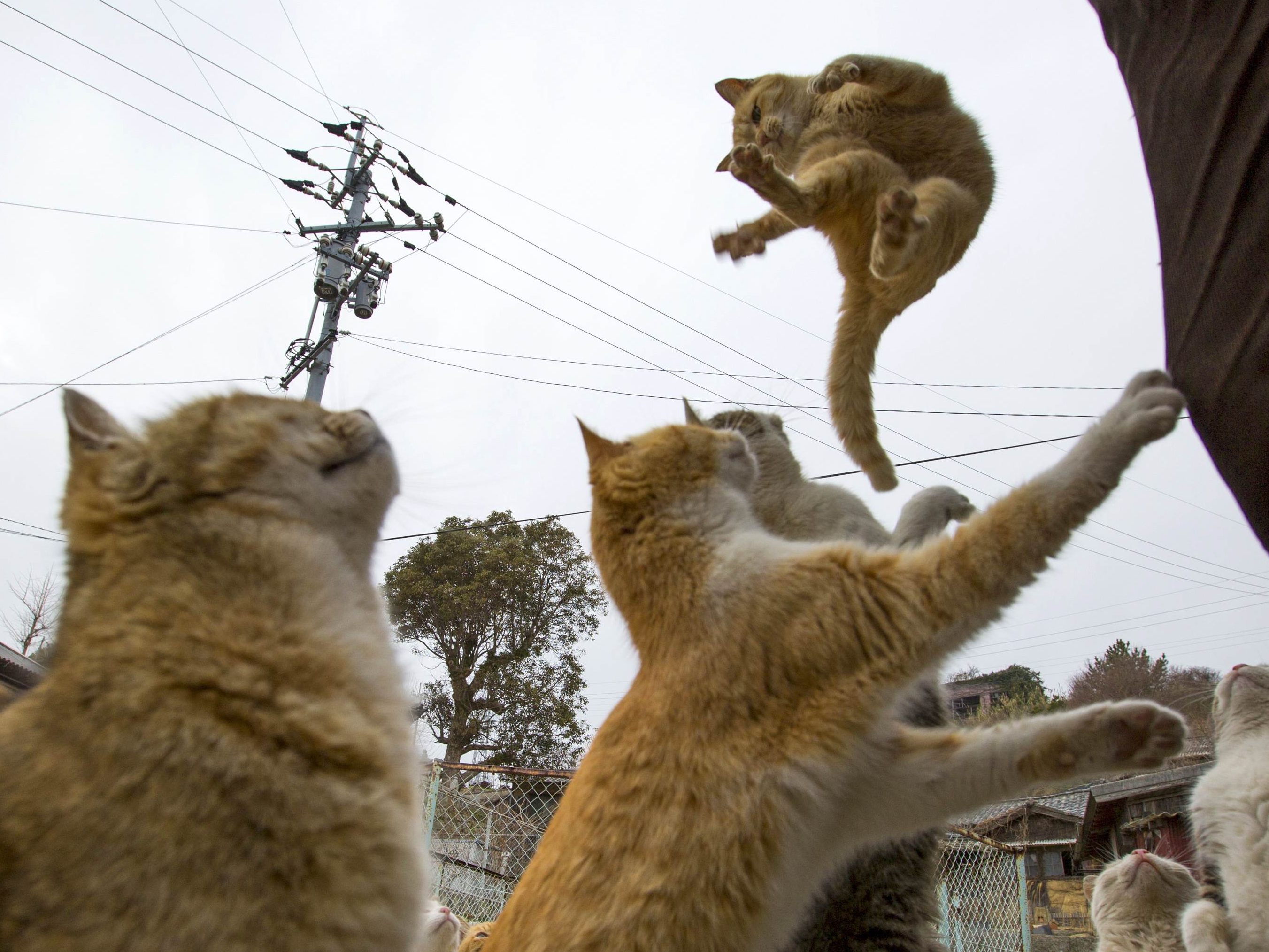 Katzen fliehen todesmutig aus brennendem Haus (Symbolbild)