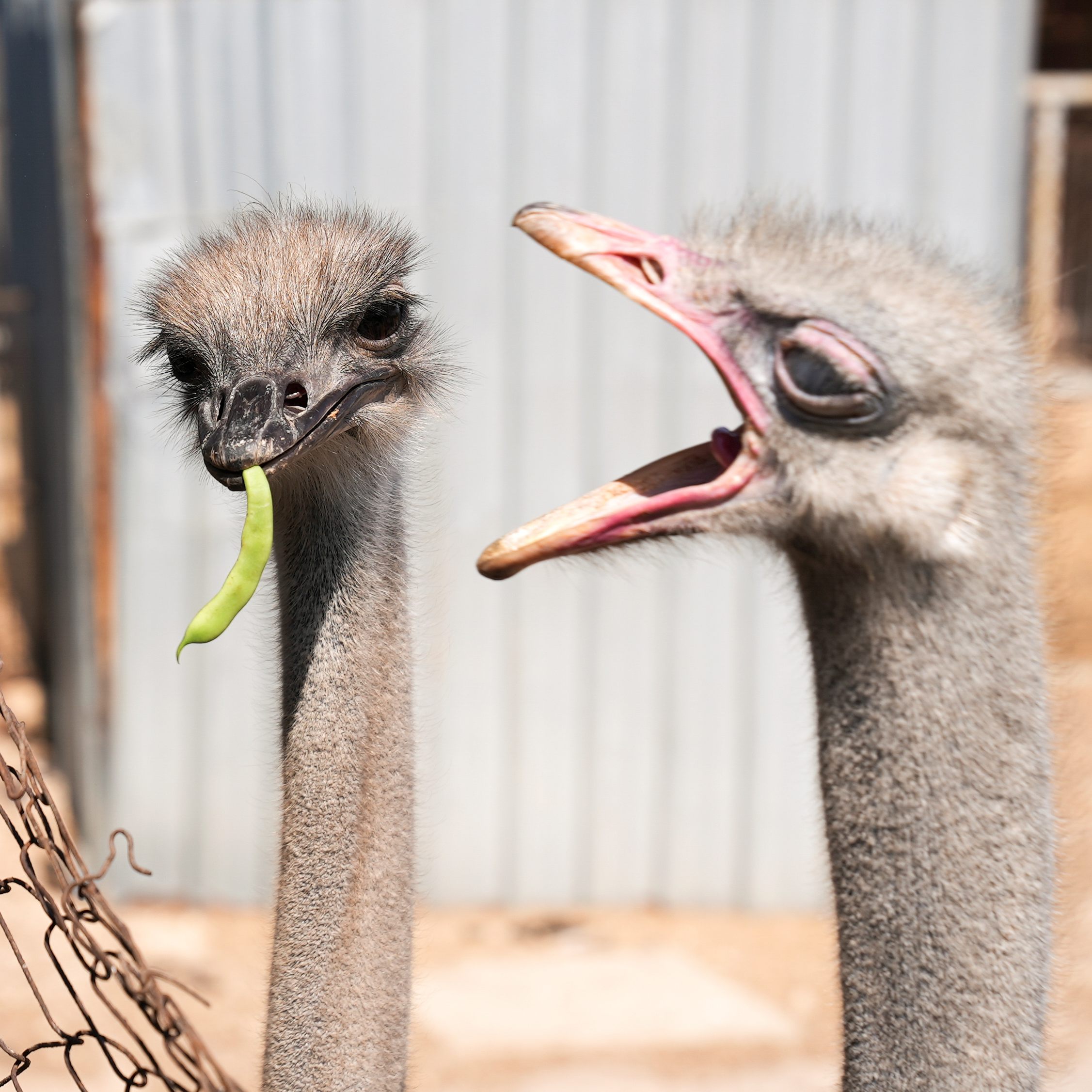 Die großen Vögel können bis zu 70 Kilometer pro Stunde rennen.
