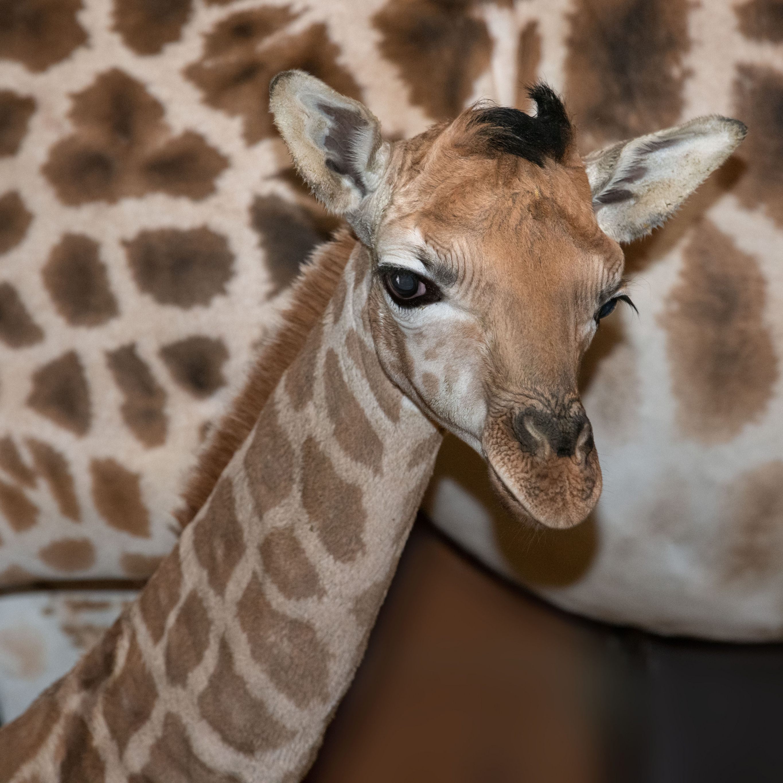Oö. Zoo Schmiding freut sich über Giraffenbaby Nuka.