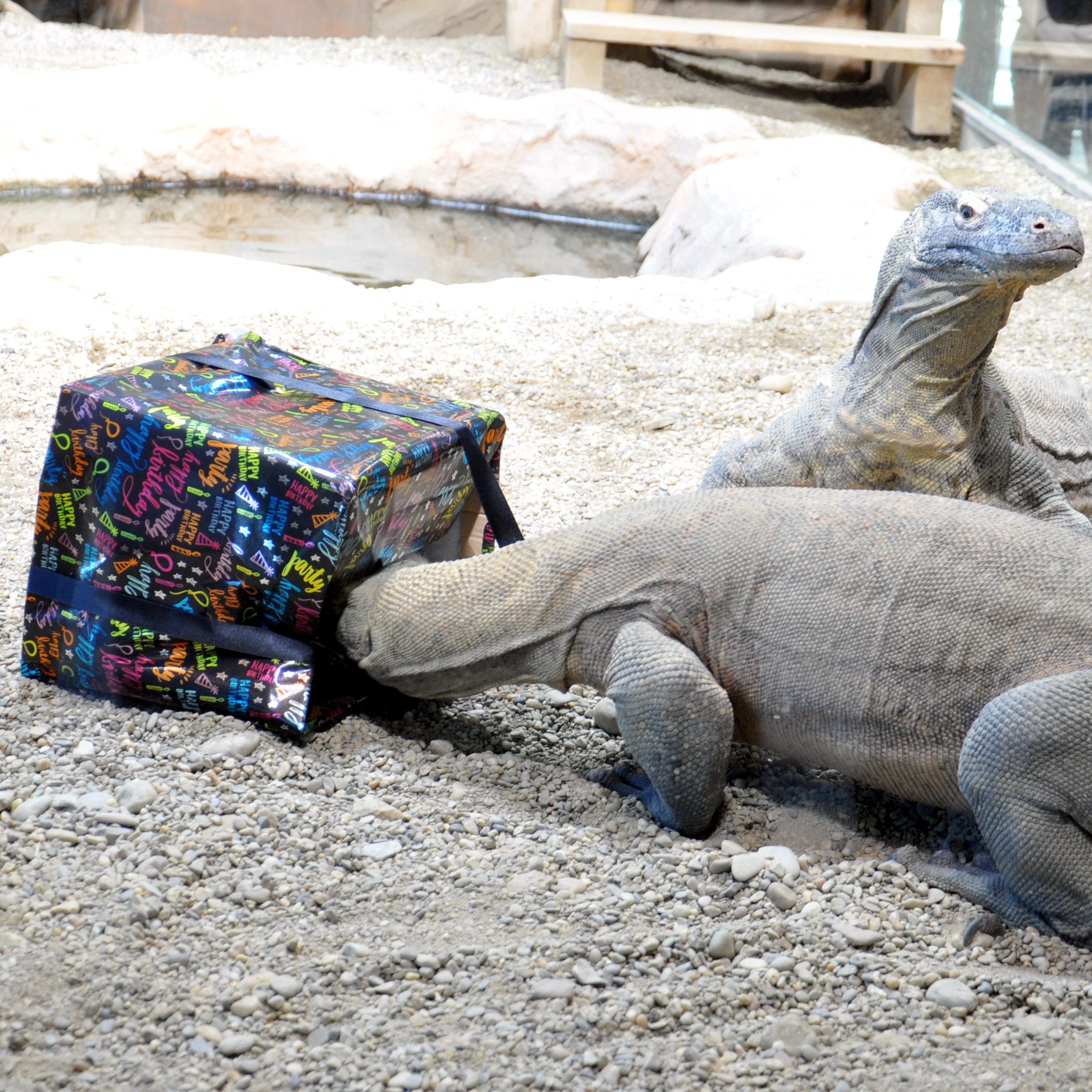 Die Komodowarane kamen in der Silvesternach 2016/17 zur Welt - aber nicht im Wiener Haus des Meeres.