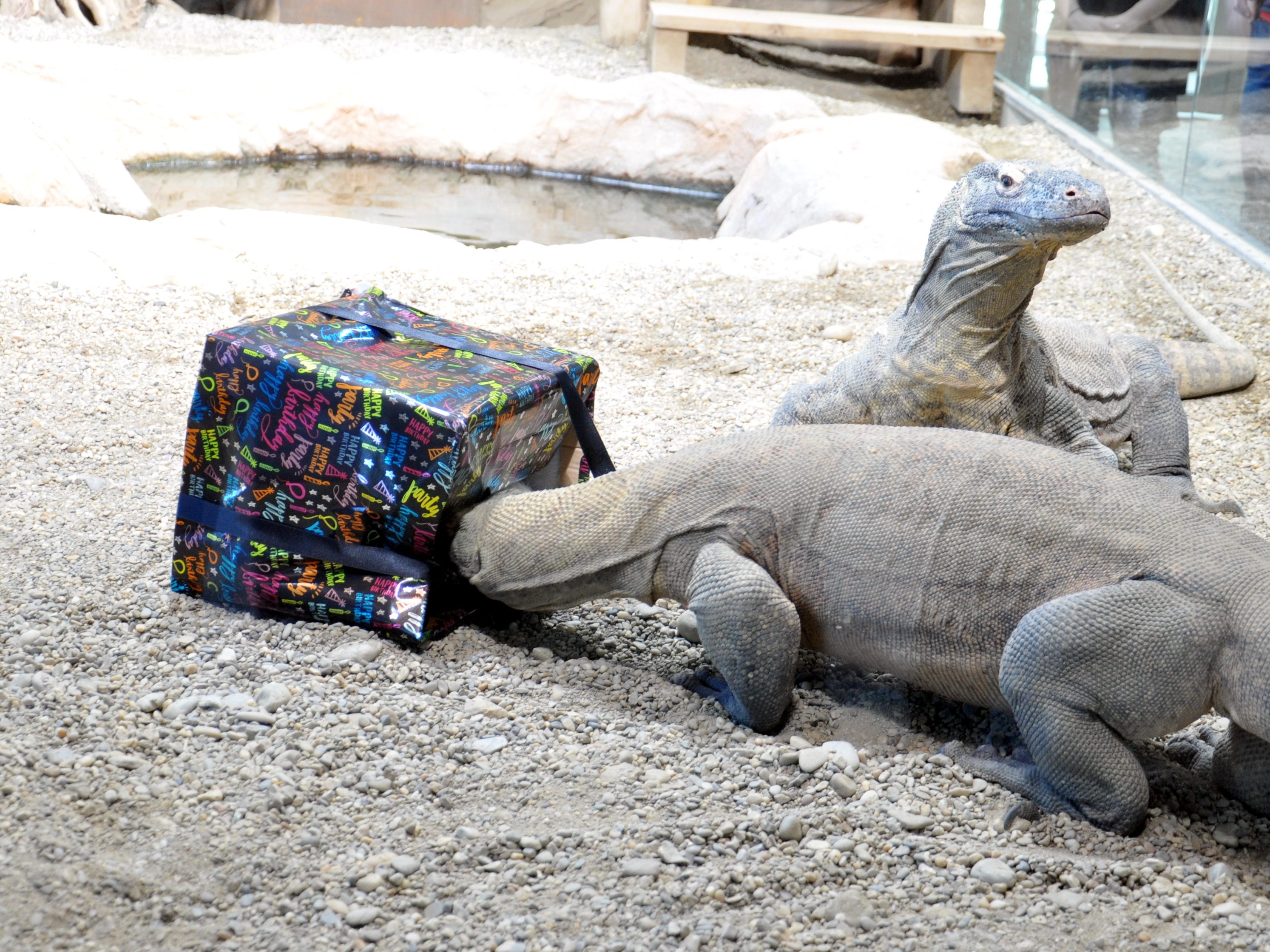 Die Komodowarane kamen in der Silvesternach 2016/17 zur Welt - aber nicht im Wiener Haus des Meeres. Die Komodowarane kamen in der Silvesternach 2016/17 zur Welt - aber nicht im Wiener Haus des Meeres.