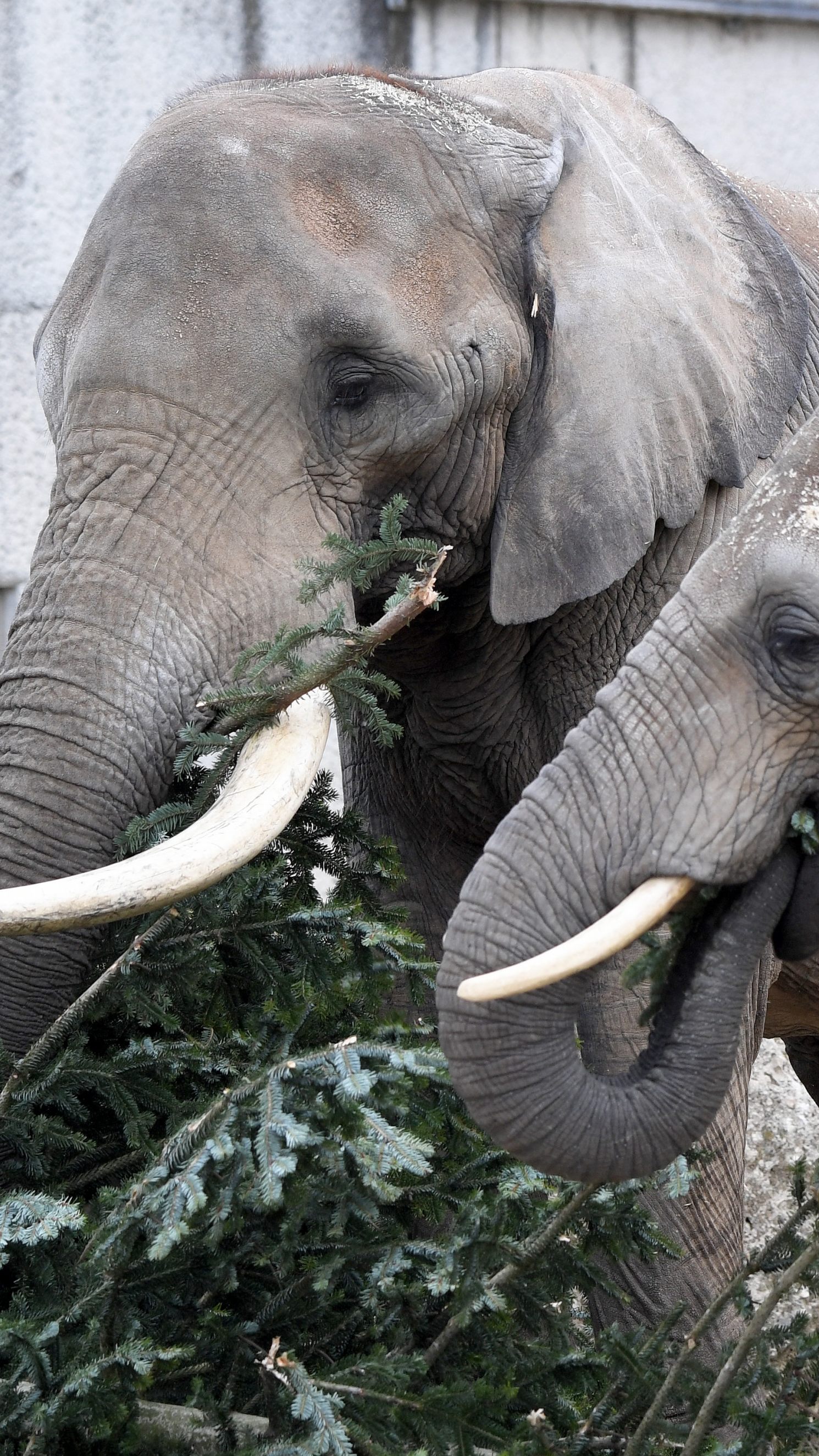 Herde hatte sichtlich Spaß.