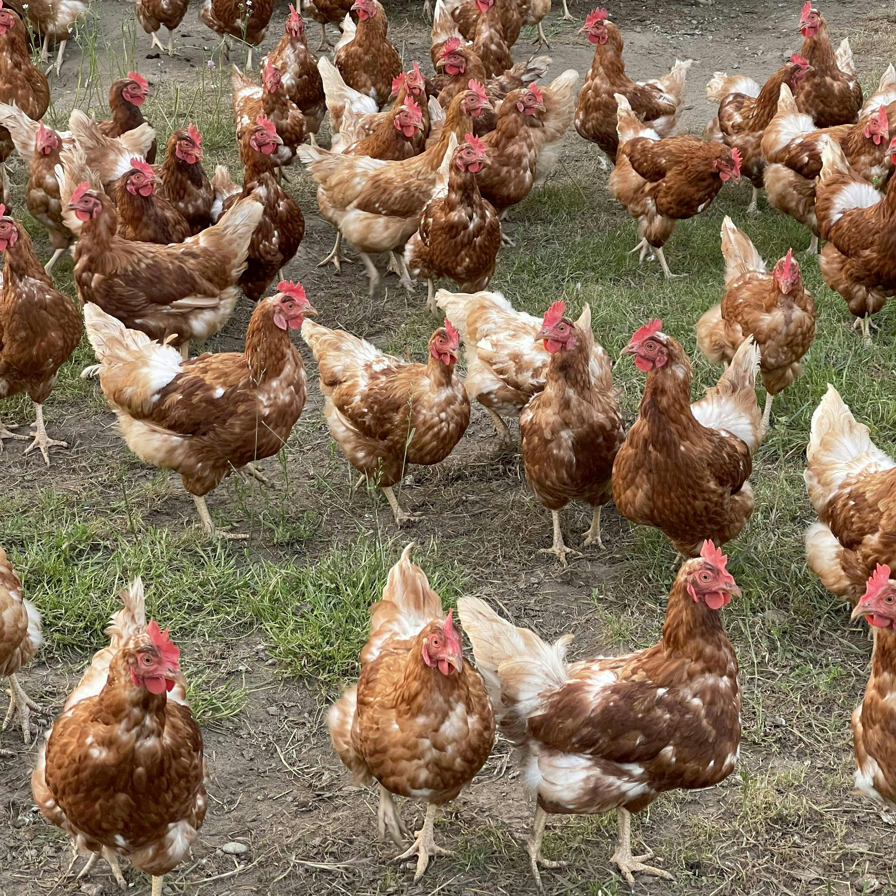 Rund 100 Millionen Hühner wurden 2021 in Österreich geschlachtet.