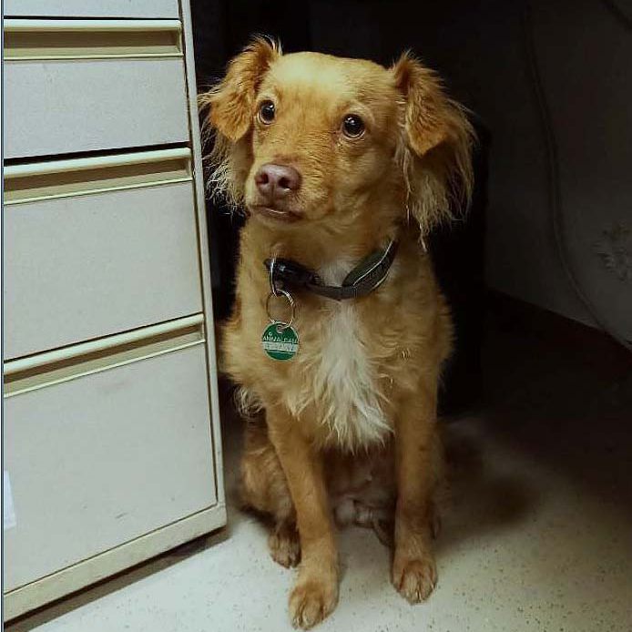 Die Rettung der Hündin fand in Wien-Währing statt.