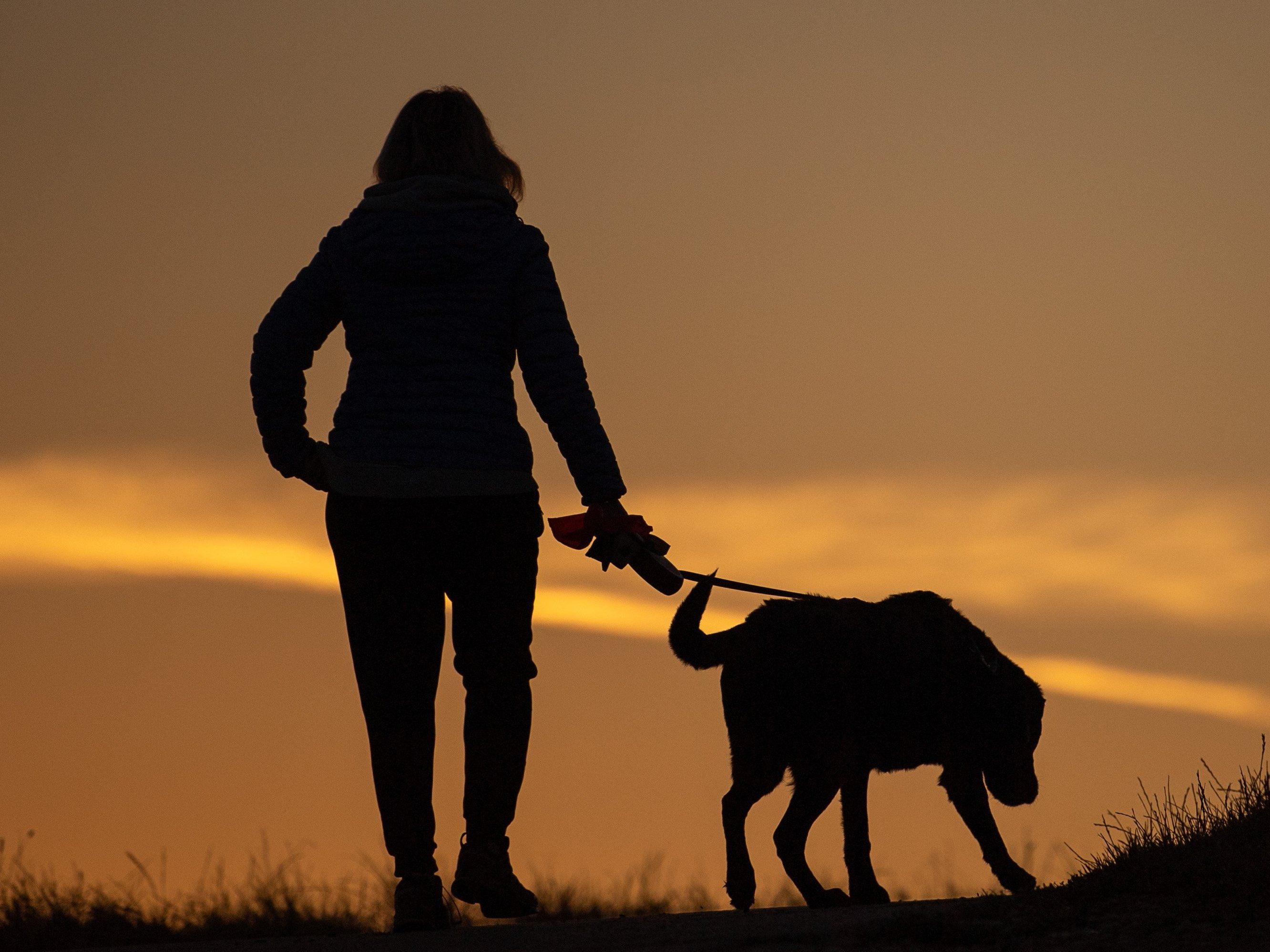 Hundebiss in Hohenems