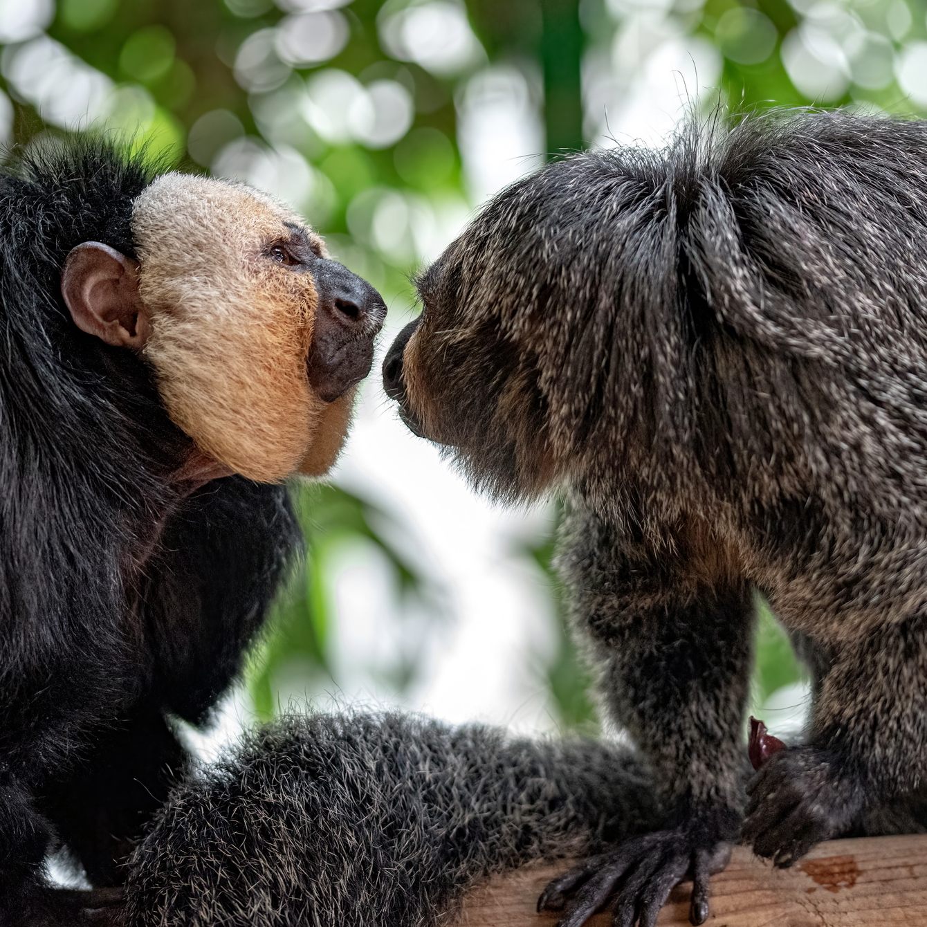 Das Wiener Haus des Meeres hofft auf eine Weißkopfsaki-Kinderschar.