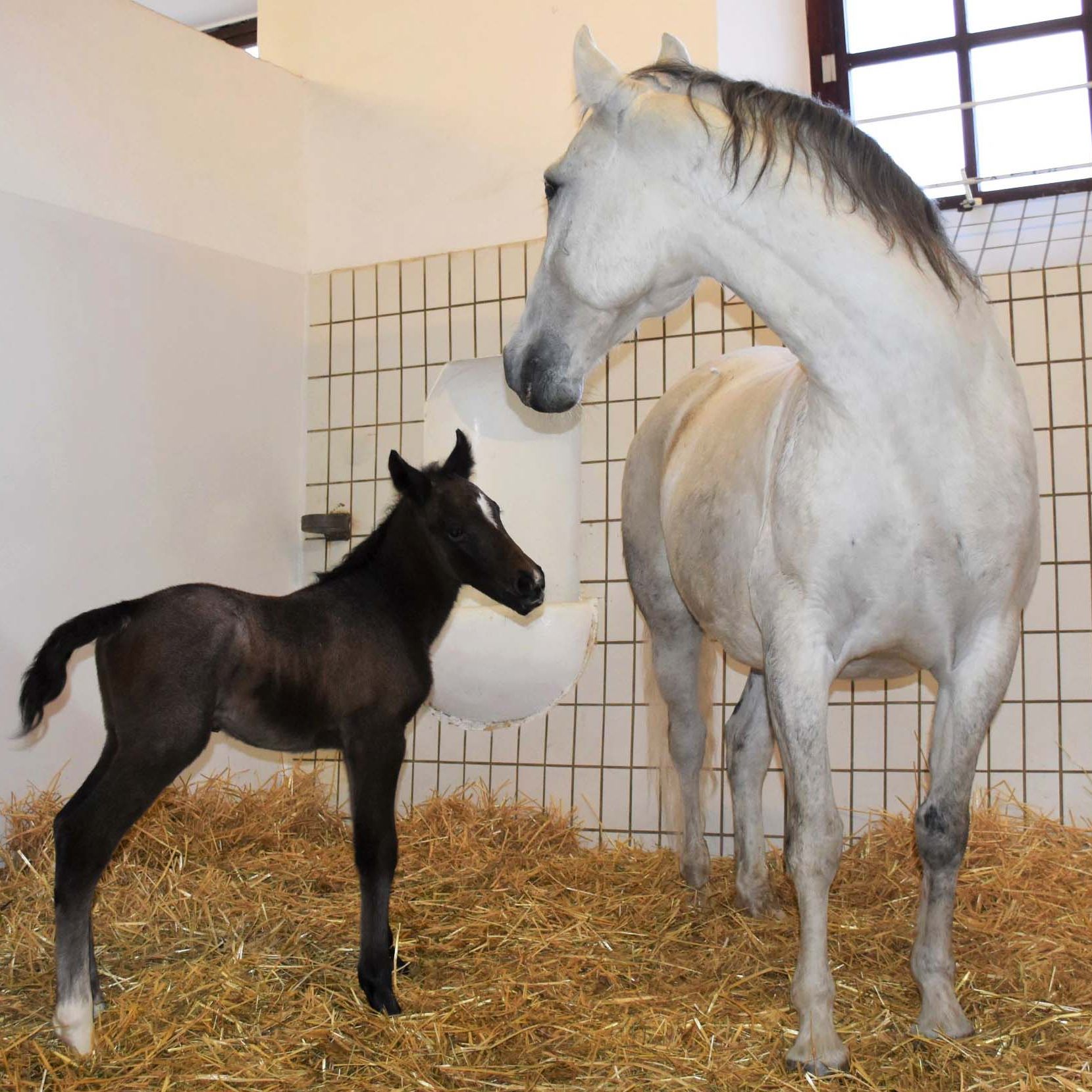 Hengstfohlen Neapolitano Graziella kam am Donnerstag knapp nach Mitternacht zur Welt.