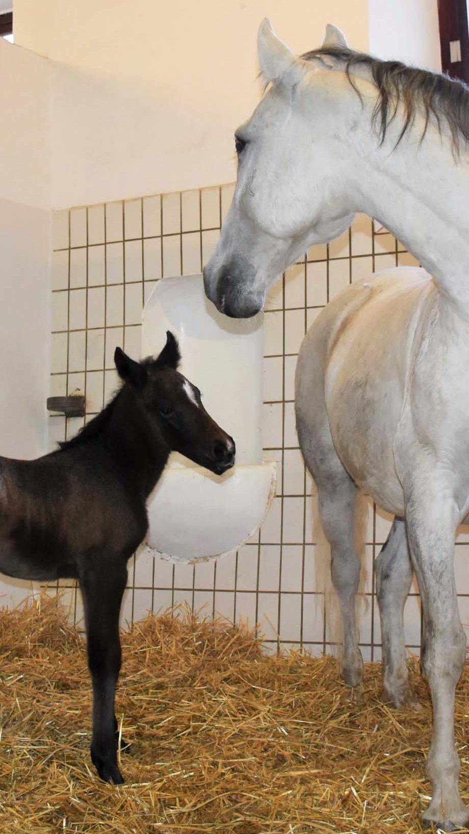 Hengstfohlen Neapolitano Graziella kam am Donnerstag knapp nach Mitternacht zur Welt.