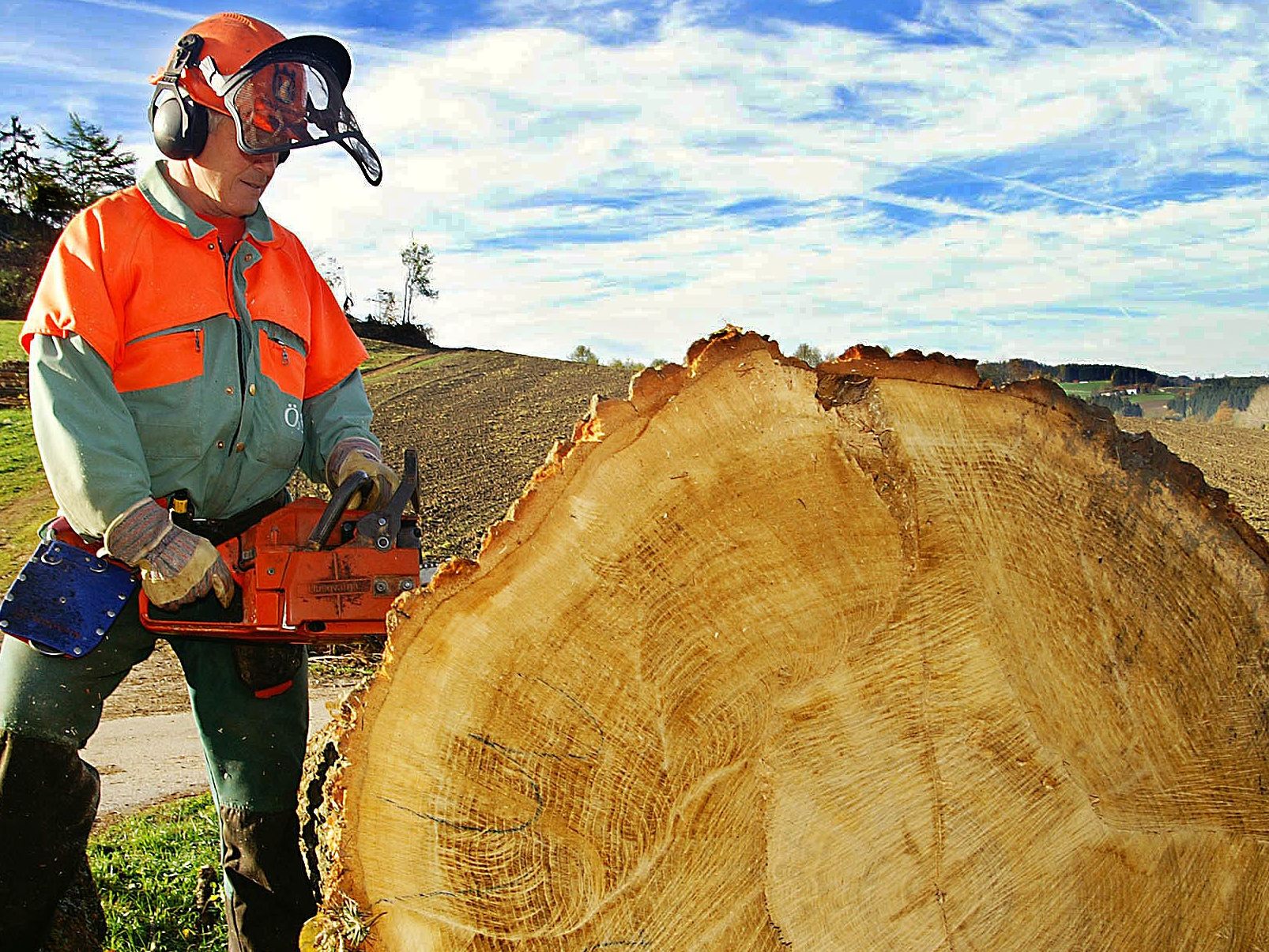 Ein gefällter Baum. Die 100 Jahre alte Schubertlinde in Wien-Neubau könnte bald ein ähnliches Schicksal ereilen.