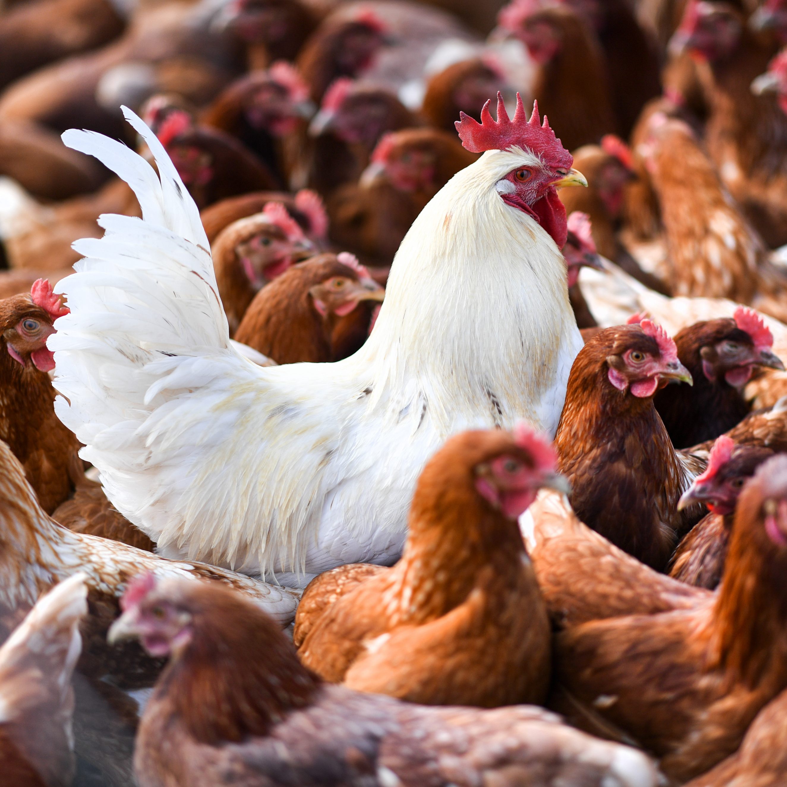 Experten gehen davon aus, dass die neue Vogelgrippe leichter auf den Menschen übertragen werden könnte.