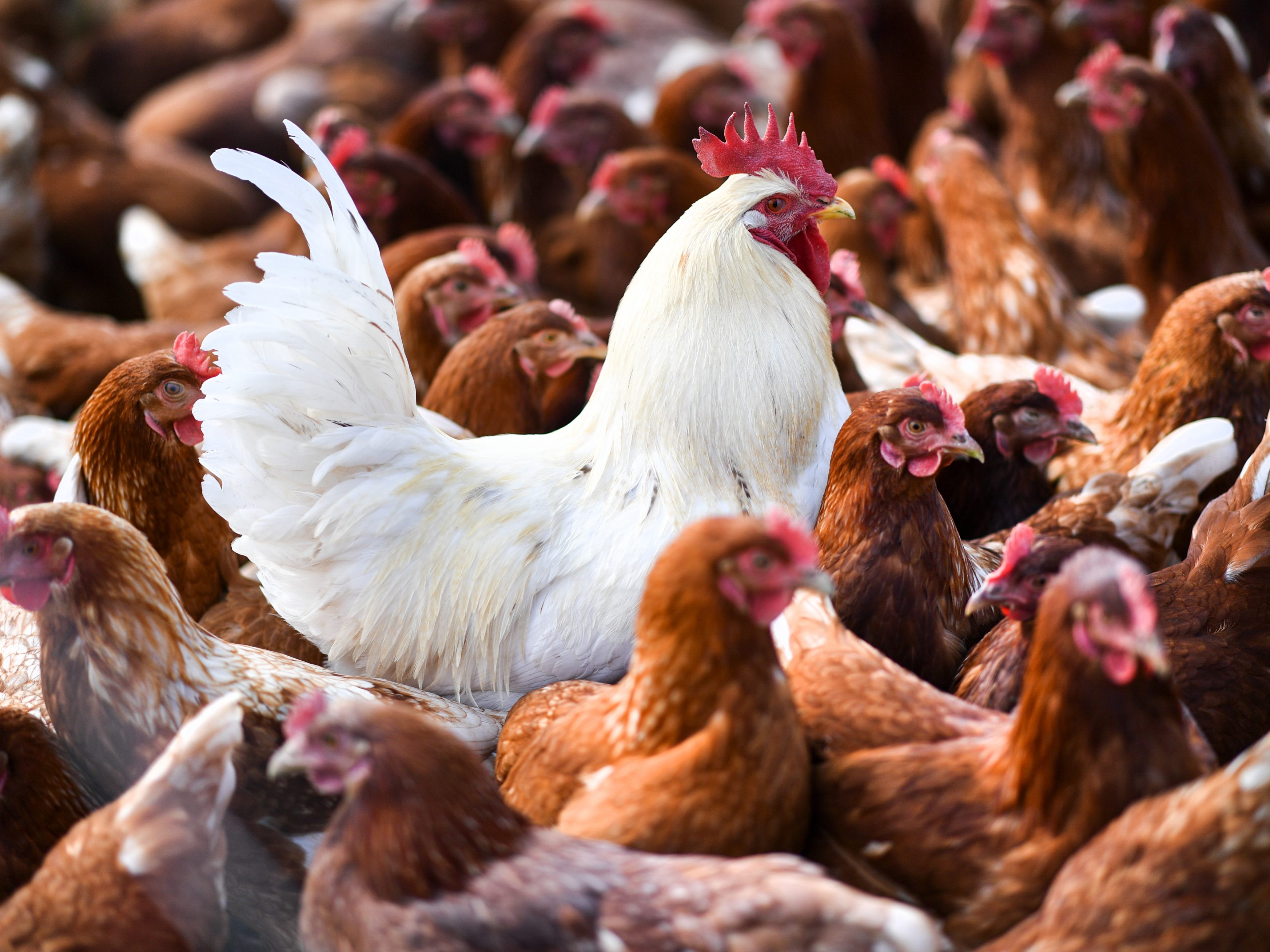 Experten gehen davon aus, dass die neue Vogelgrippe leichter auf den Menschen übertragen werden könnte. Experten gehen davon aus, dass die neue Vogelgrippe leichter auf den Menschen übertragen werden könnte.