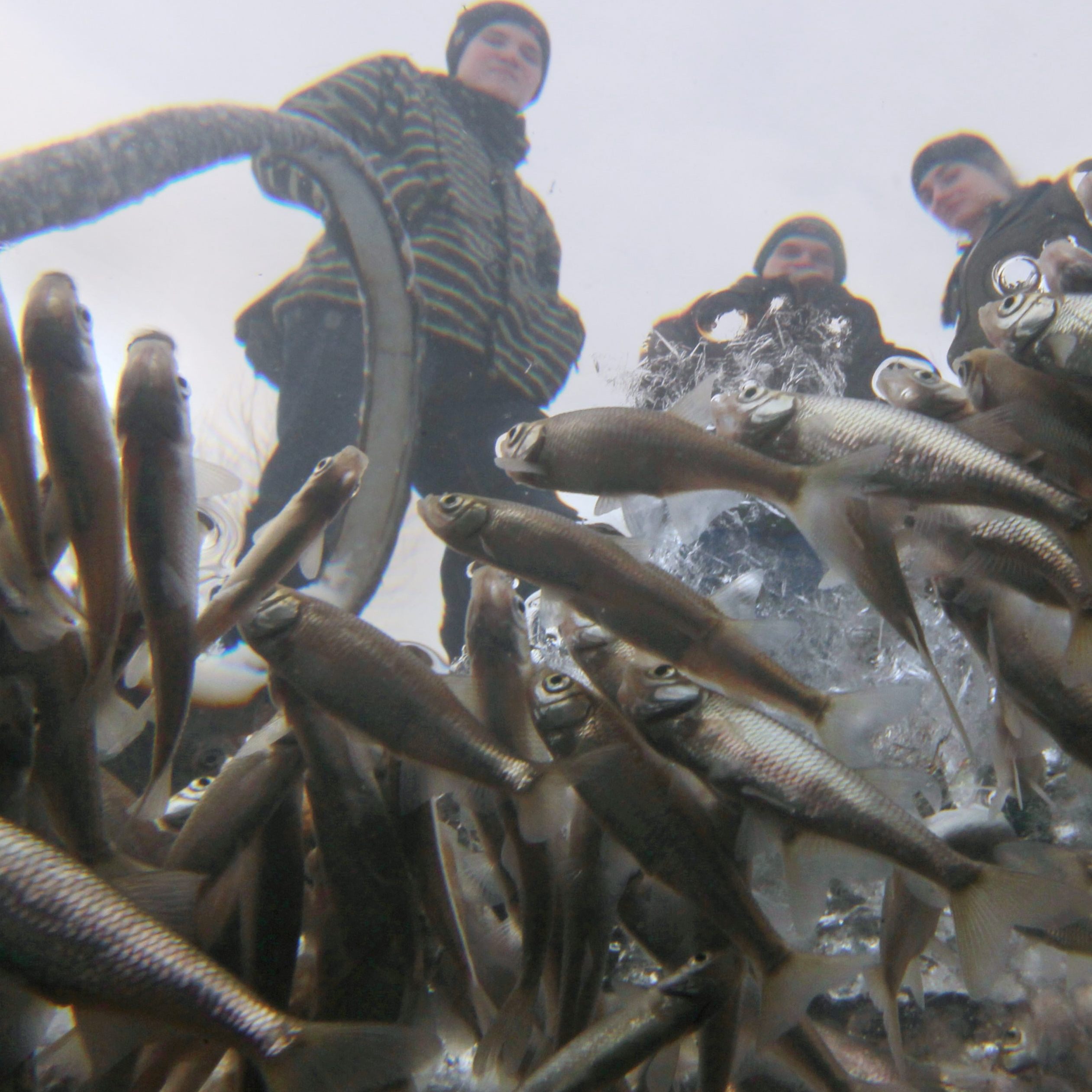 Mit diesen einfachen Tricks helfen sie den Fischen durch den Winter.