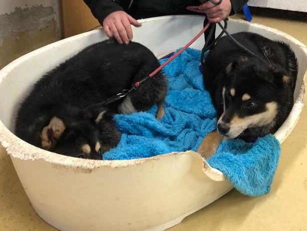Die Pfotenhilfe fing zwei herrenlose Hunde im Flachgau ein. Jetzt werden mögliche Besitzer gesucht. Die Pfotenhilfe fing zwei herrenlose Hunde im Flachgau ein. Jetzt werden mögliche Besitzer gesucht.
