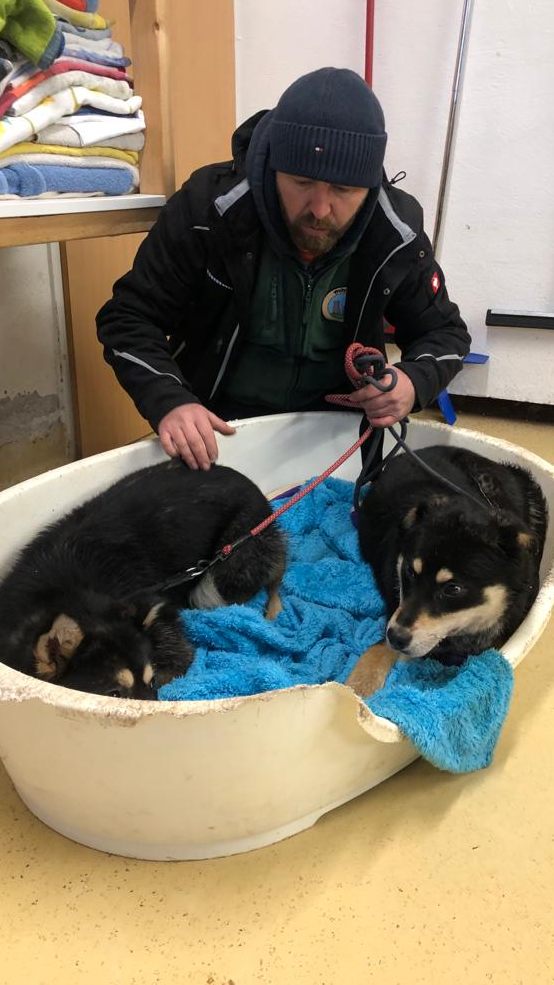 Die Pfotenhilfe fing zwei herrenlose Hunde im Flachgau ein. Jetzt werden mögliche Besitzer gesucht.