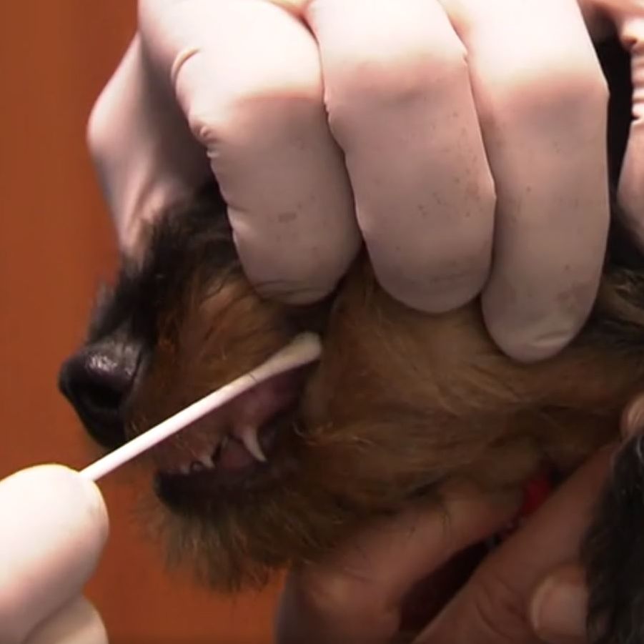 DNA-Test läuft bei Hund und Mensch gleich: per Abstrich mit dem Wattestäbchen.