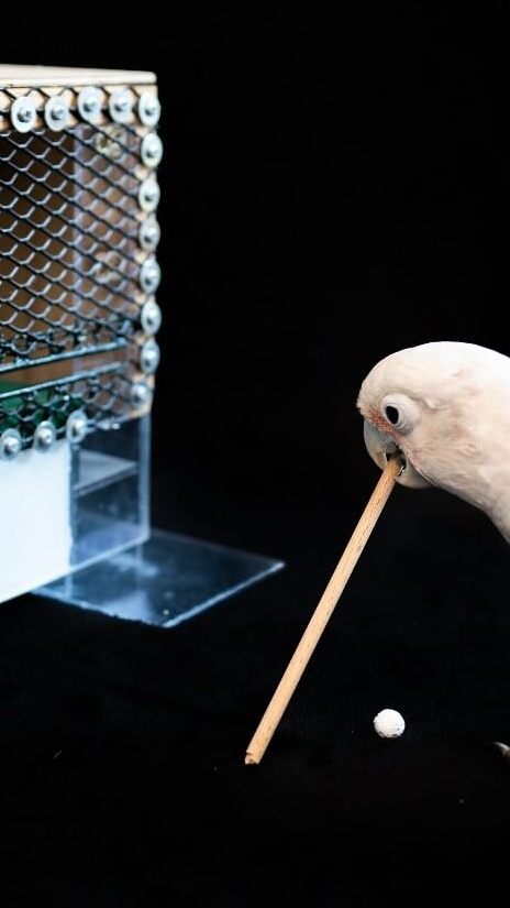 Kakadus können, so Forscher der VedMed Wien, einen Ball mit einem Stock in ein Loch schießen.