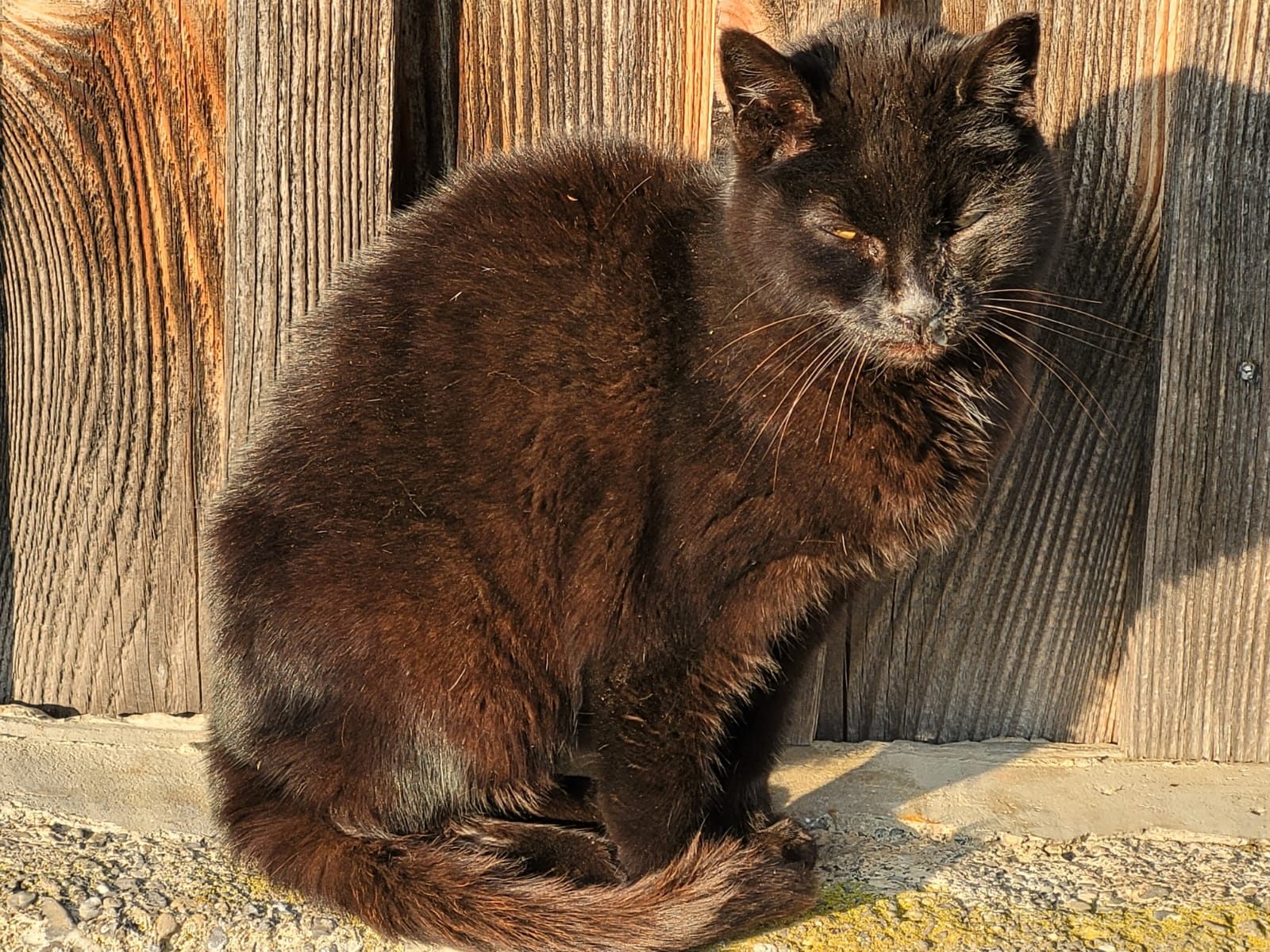 KATZE