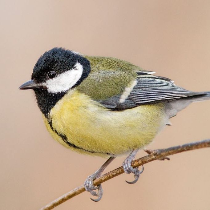 BirdLife Österreich präsentiert erste Trends der „Stunde der Wintervögel 2022“