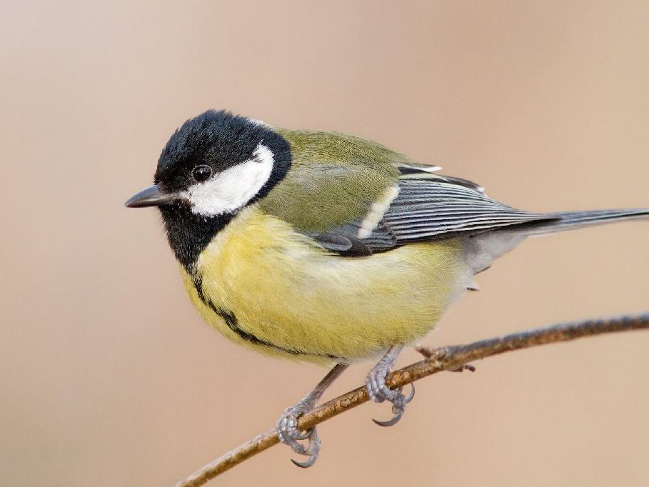 BirdLife Österreich präsentiert erste Trends der „Stunde der Wintervögel 2022“ BirdLife Österreich präsentiert erste Trends der „Stunde der Wintervögel 2022“