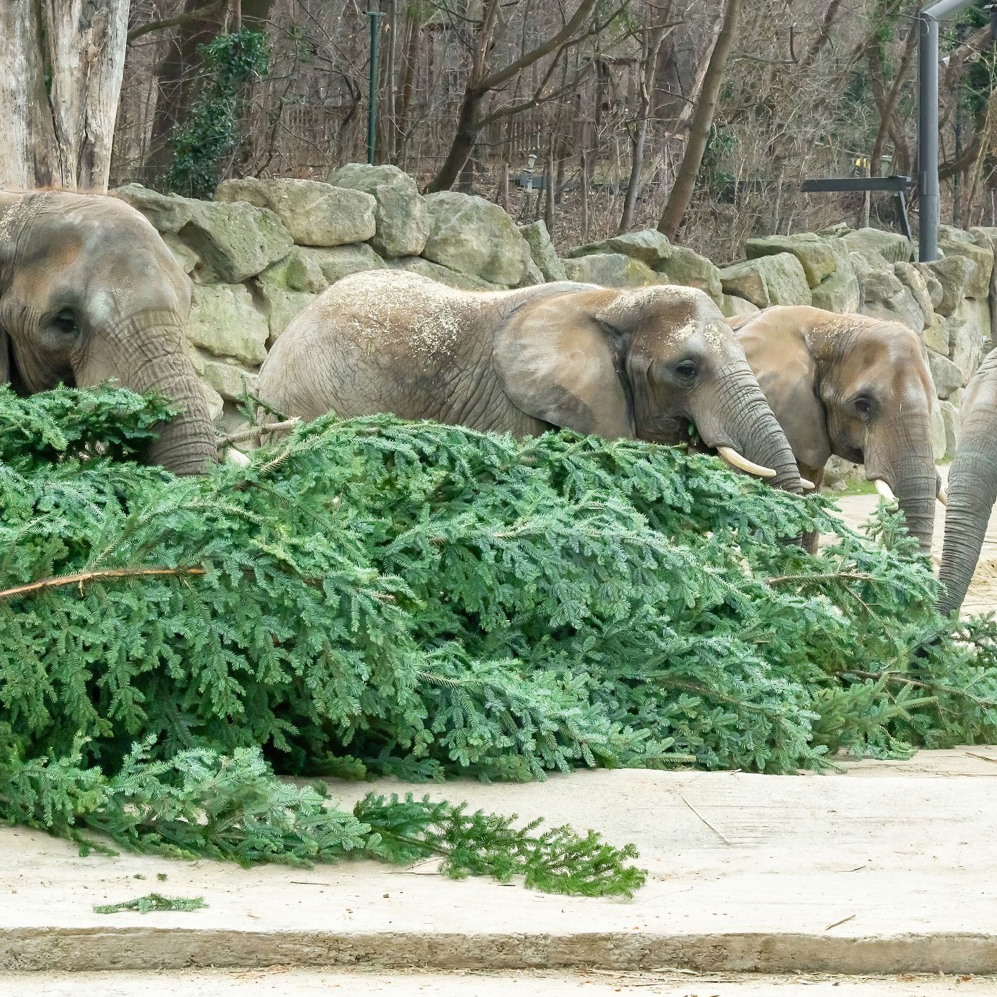 Die Elefanten im Tiergarten Schönbrunn hatten allen Grund zur Freude