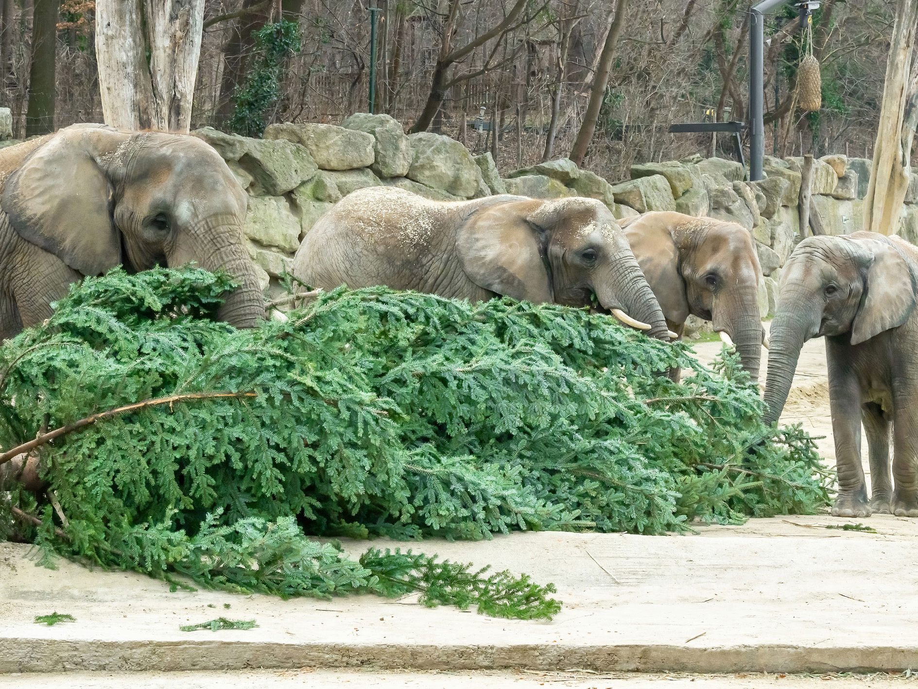 Die Elefanten im Tiergarten Schönbrunn hatten allen Grund zur Freude Die Elefanten im Tiergarten Schönbrunn hatten allen Grund zur Freude