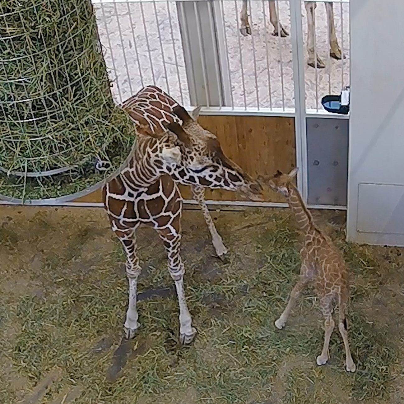 Giraffe Fleur ist Mutter geworden: Schönbrunn freut sich über das erste Giraffenbaby seit rund 10 Jahren