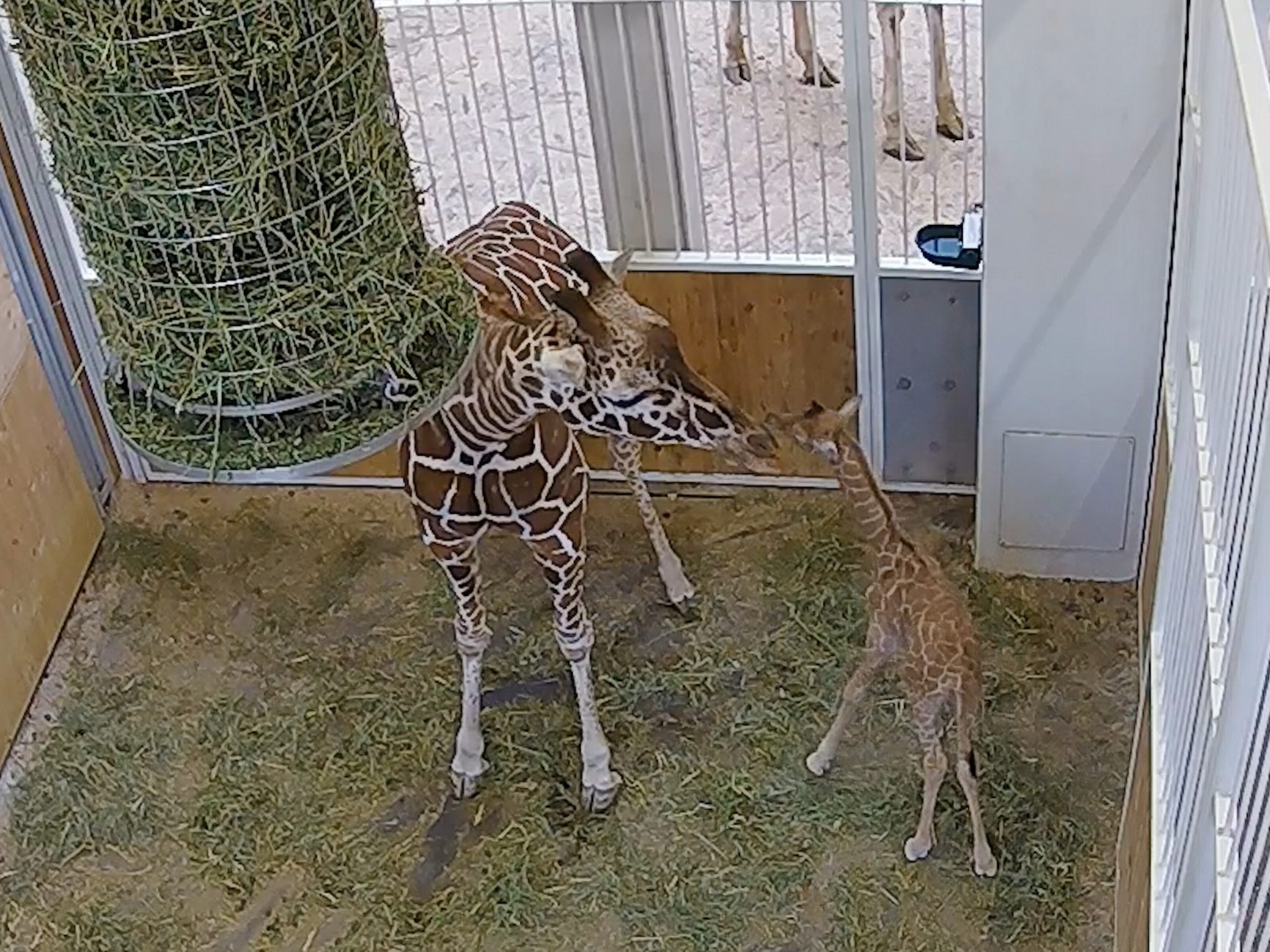 Giraffe Fleur ist Mutter geworden: Schönbrunn freut sich über das erste Giraffenbaby seit rund 10 Jahren Giraffe Fleur ist Mutter geworden: Schönbrunn freut sich über das erste Giraffenbaby seit rund 10 Jahren