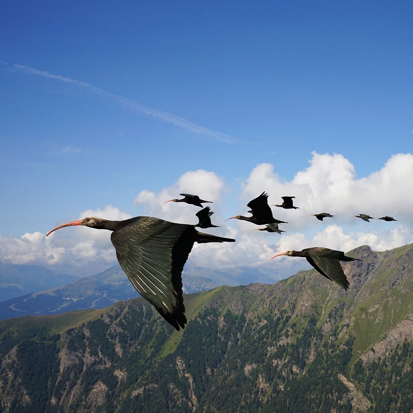 Der Waldrapp wird im Zuge eines Artenschutzprojekts wieder angesiedelt