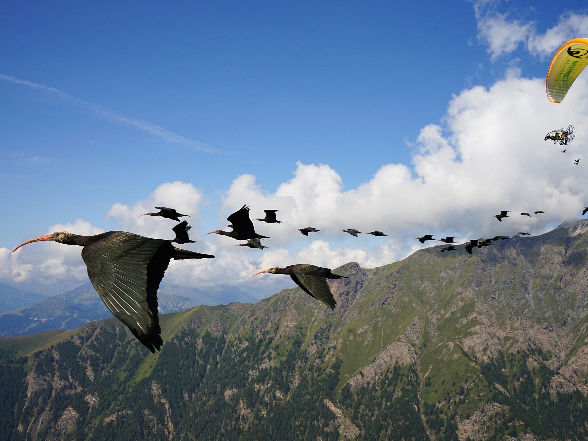 Der Waldrapp wird im Zuge eines Artenschutzprojekts wieder angesiedelt Der Waldrapp wird im Zuge eines Artenschutzprojekts wieder angesiedelt