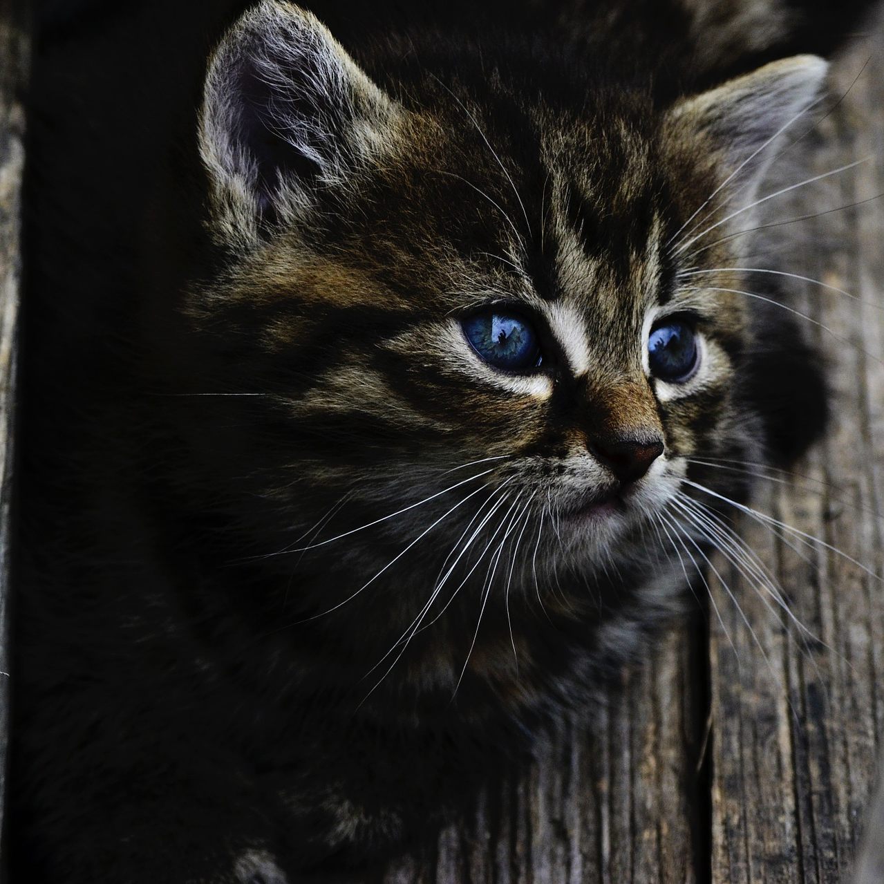 Wiener Forscher weisen in Fachblatt "Royal Society Open Science" auf kleineres Gehirnvolumen bei Hauskatzen hin