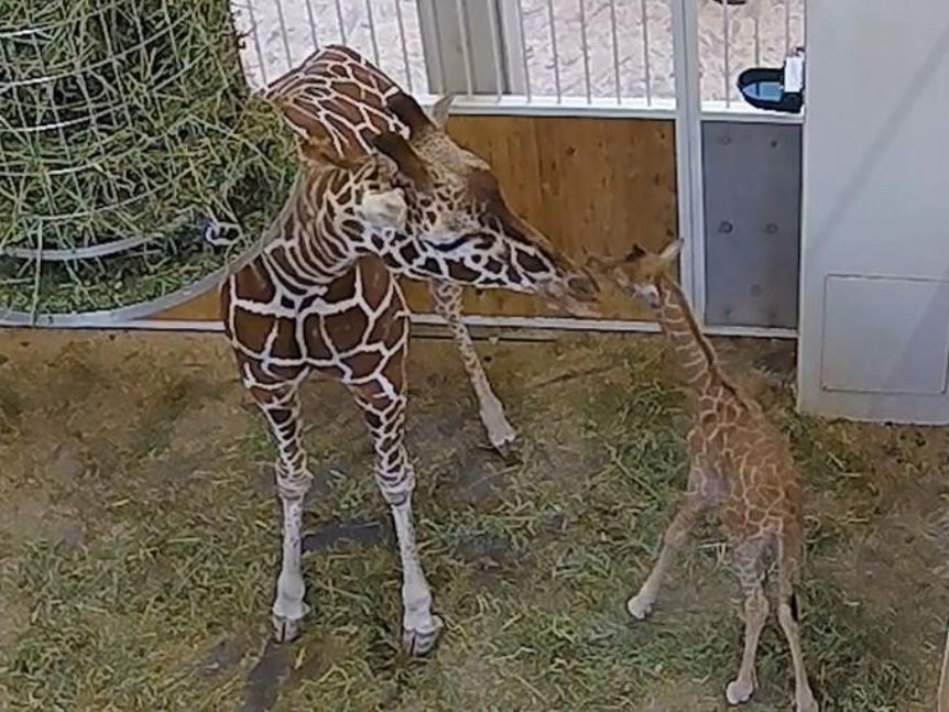 So süß ist das kleine Giraffen-Baby.