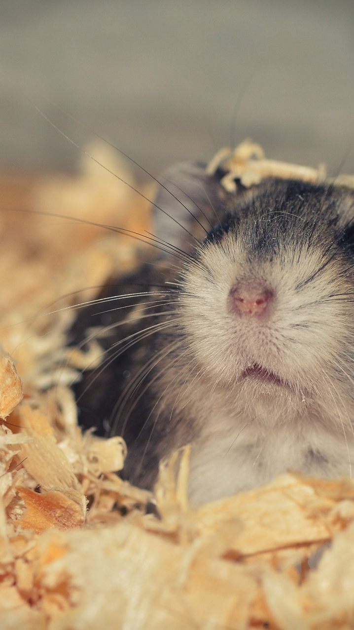 Neben Hamster wurden auch andere Kleintiere getötet.
