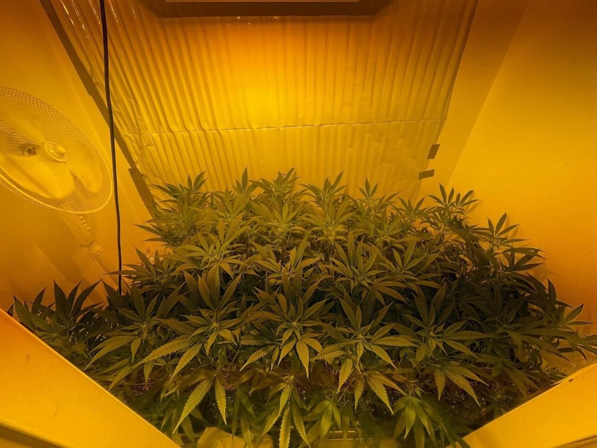 Wiener Polizei entdeckte Cannabisplantage und nahm zwei Dealer fest.