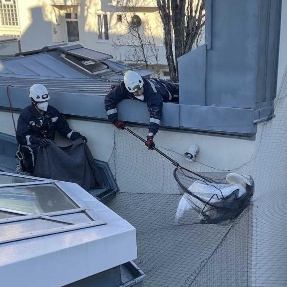 Der Schwan verfing sich bei seiner Rettung in einem Taubennetz.