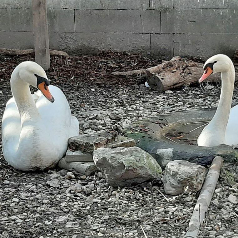 Schwäne bleiben einander ein Leben lang treu.