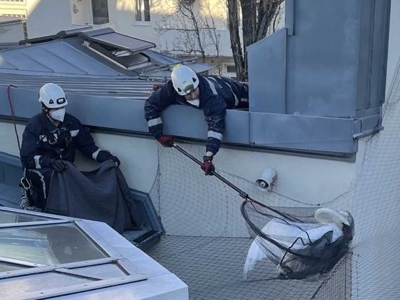 Der Schwan verfing sich bei seiner Rettung in einem Taubennetz. Der Schwan verfing sich bei seiner Rettung in einem Taubennetz.