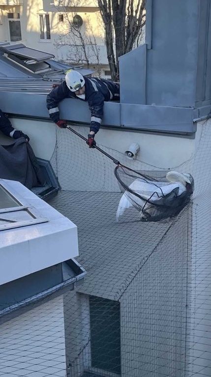 Der Schwan verfing sich bei seiner Rettung in einem Taubennetz.