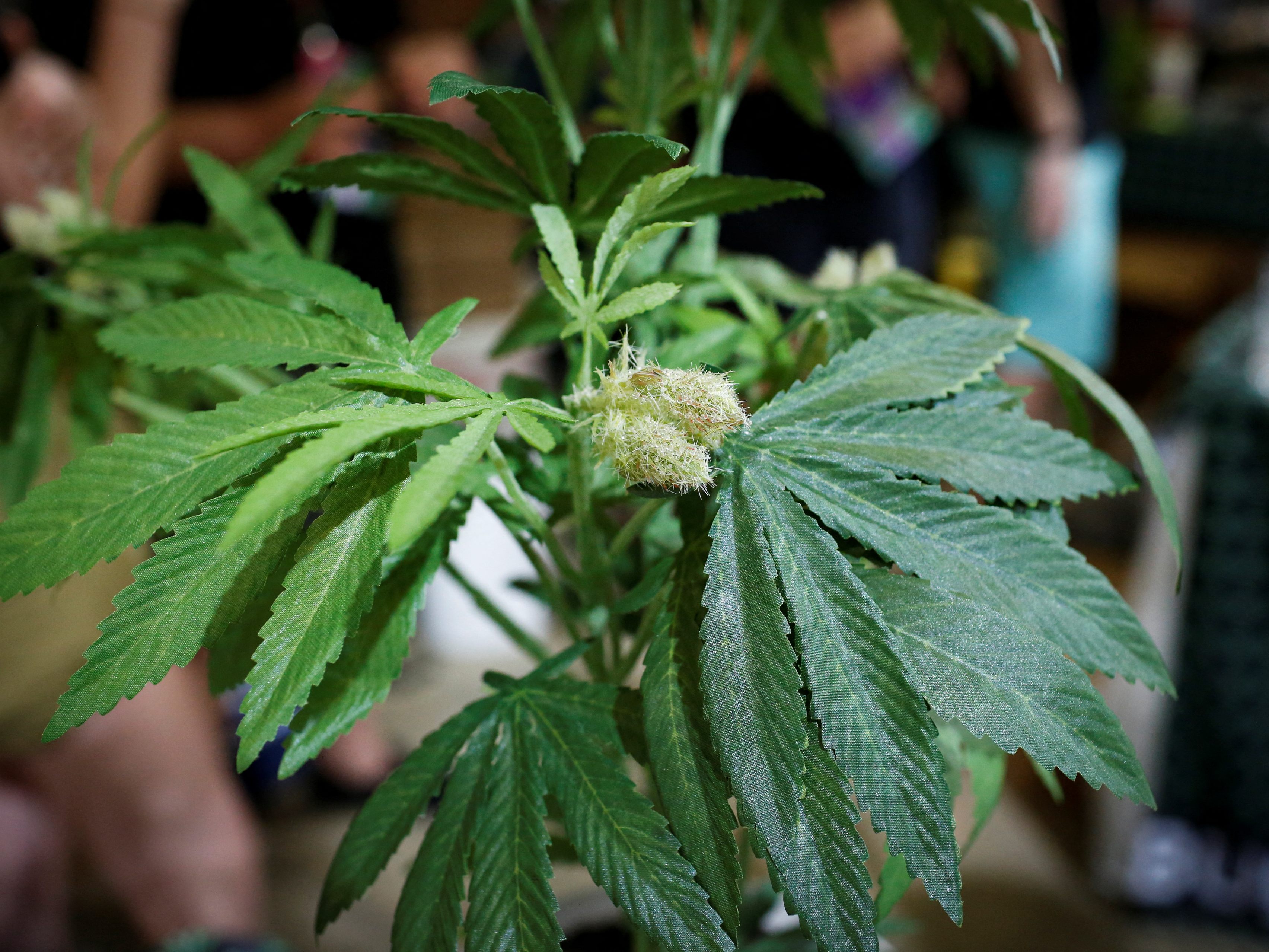 Der VfGH hat ein Verfahren zur Prüfung des Cannabis-Verbots in Österreich eingeleitet. Der VfGH hat ein Verfahren zur Prüfung des Cannabis-Verbots in Österreich eingeleitet.