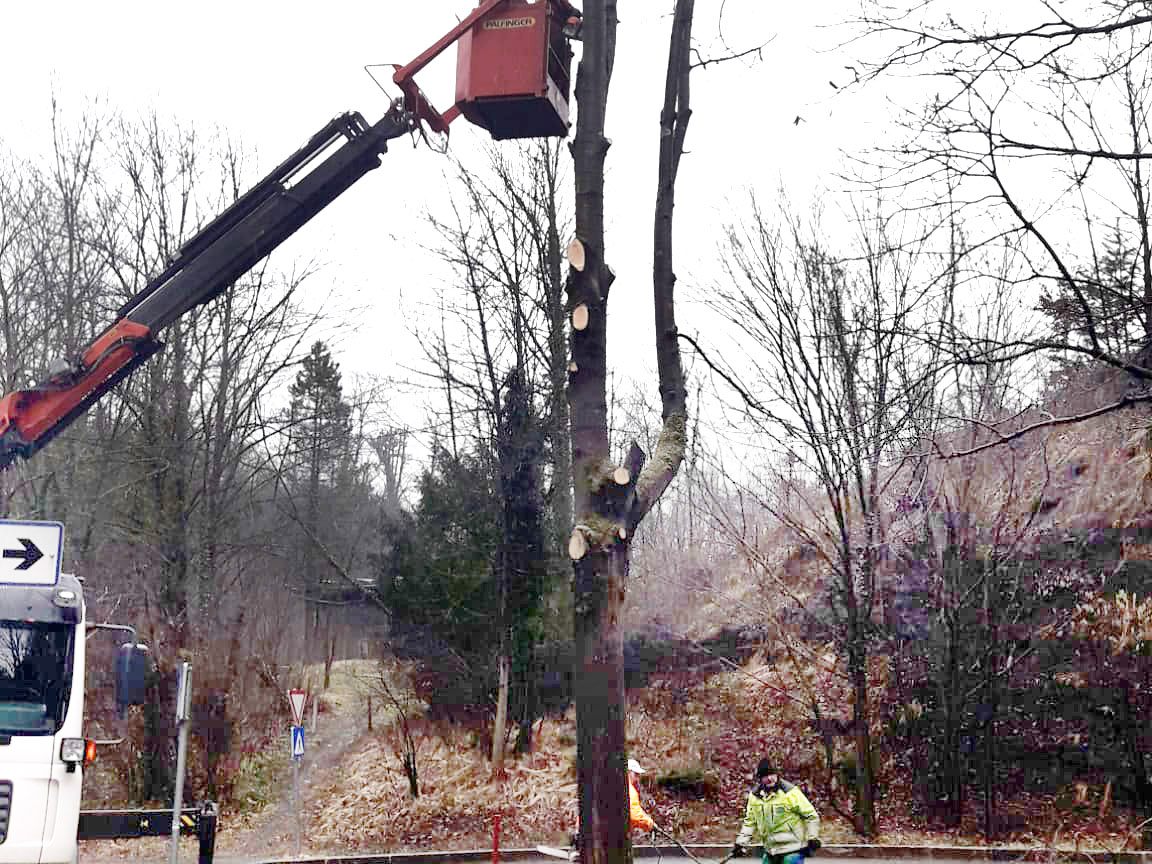 Baumfällung an der Walgaustraße in Rankweil