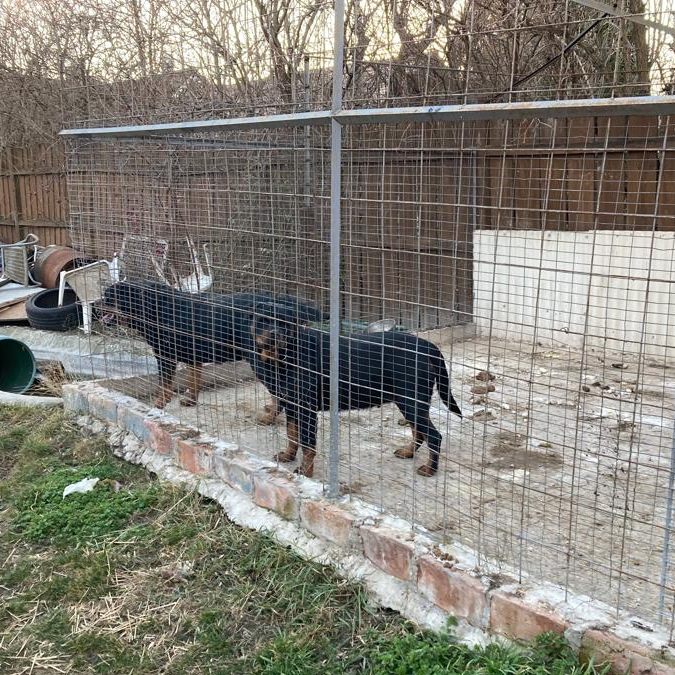 Durch Hinweise aus der Bevölkerung fand die Polizei weitere fünf Rottweiler und vier Huskys sowie zwei Huskywelpen im unbewohnten Einfamilienhaus der 31-Jährigen.