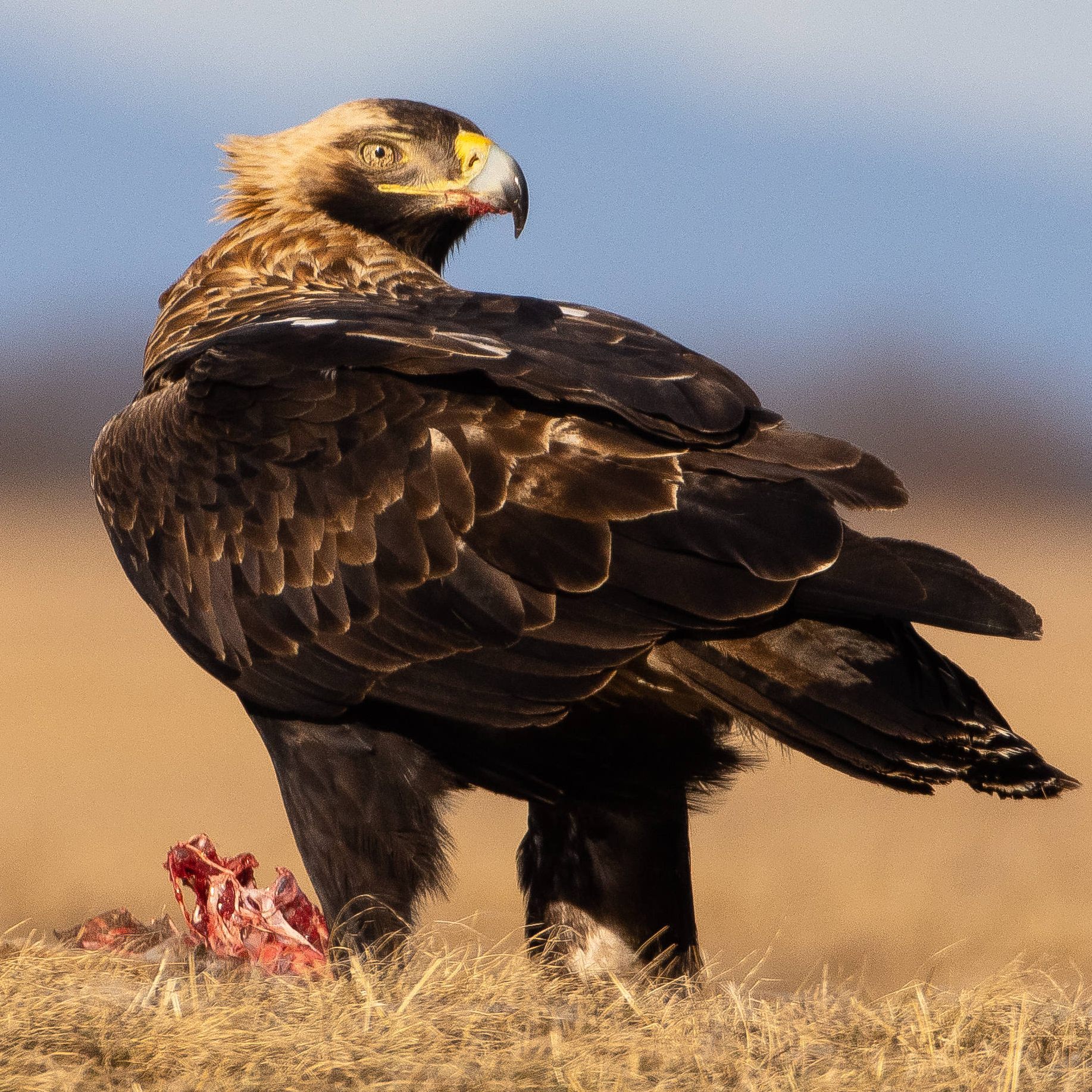 Die Zahl der Adler ist laut Zählung vom Jänner 2022 weiter rückläufig.