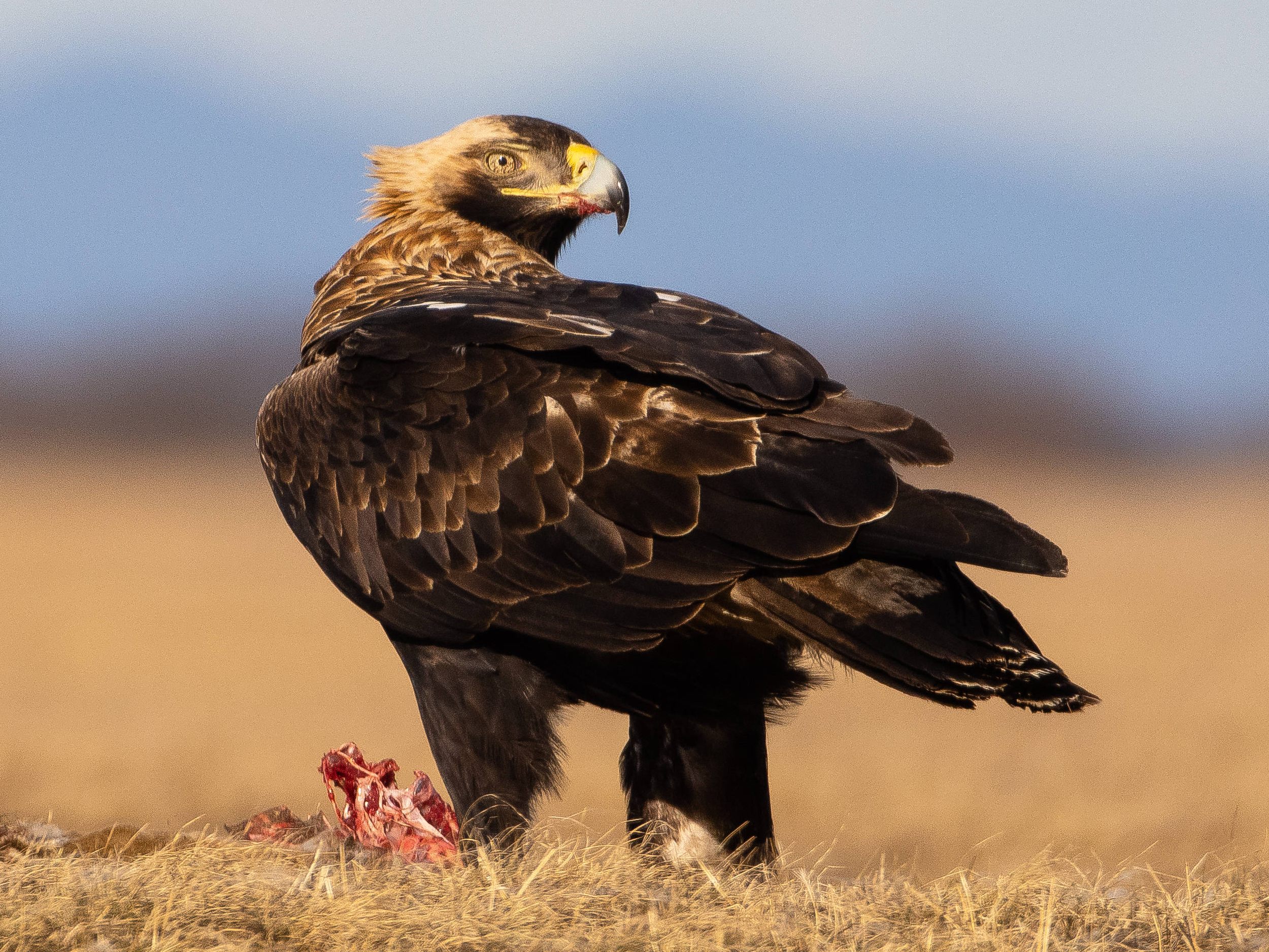 Die Zahl der Adler ist laut Zählung vom Jänner 2022 weiter rückläufig.