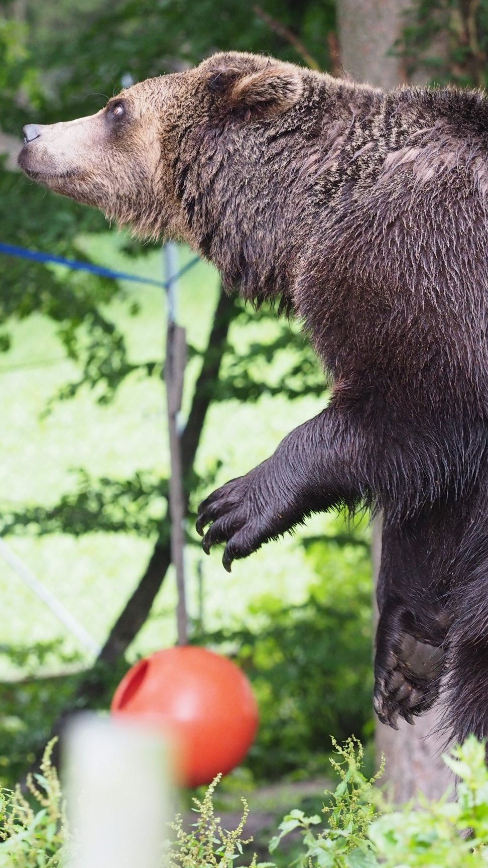 Braunbärin Emma verstarb an einem septischen Schock.