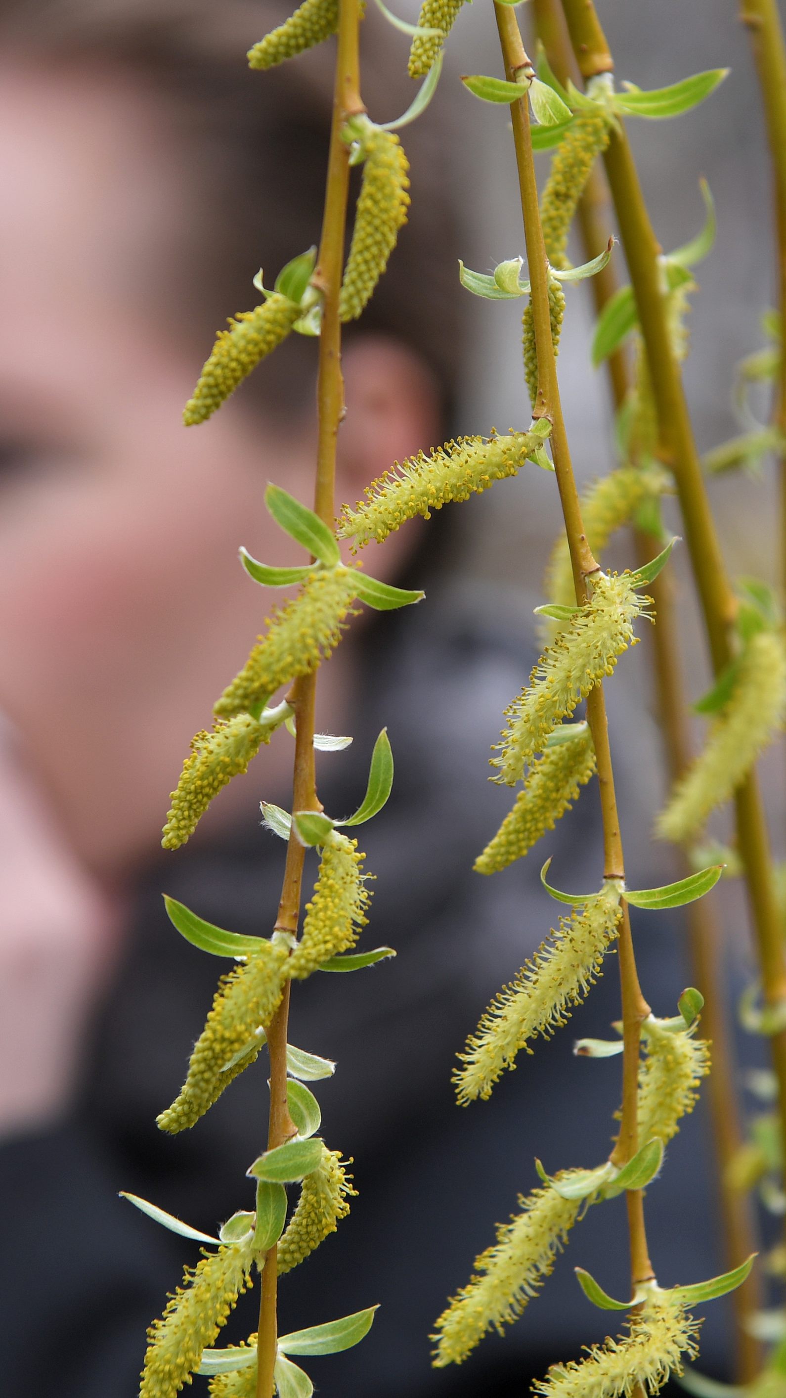 So unterscheiden sich die Symptome einer Omikron-Infektion und einer Allergie.