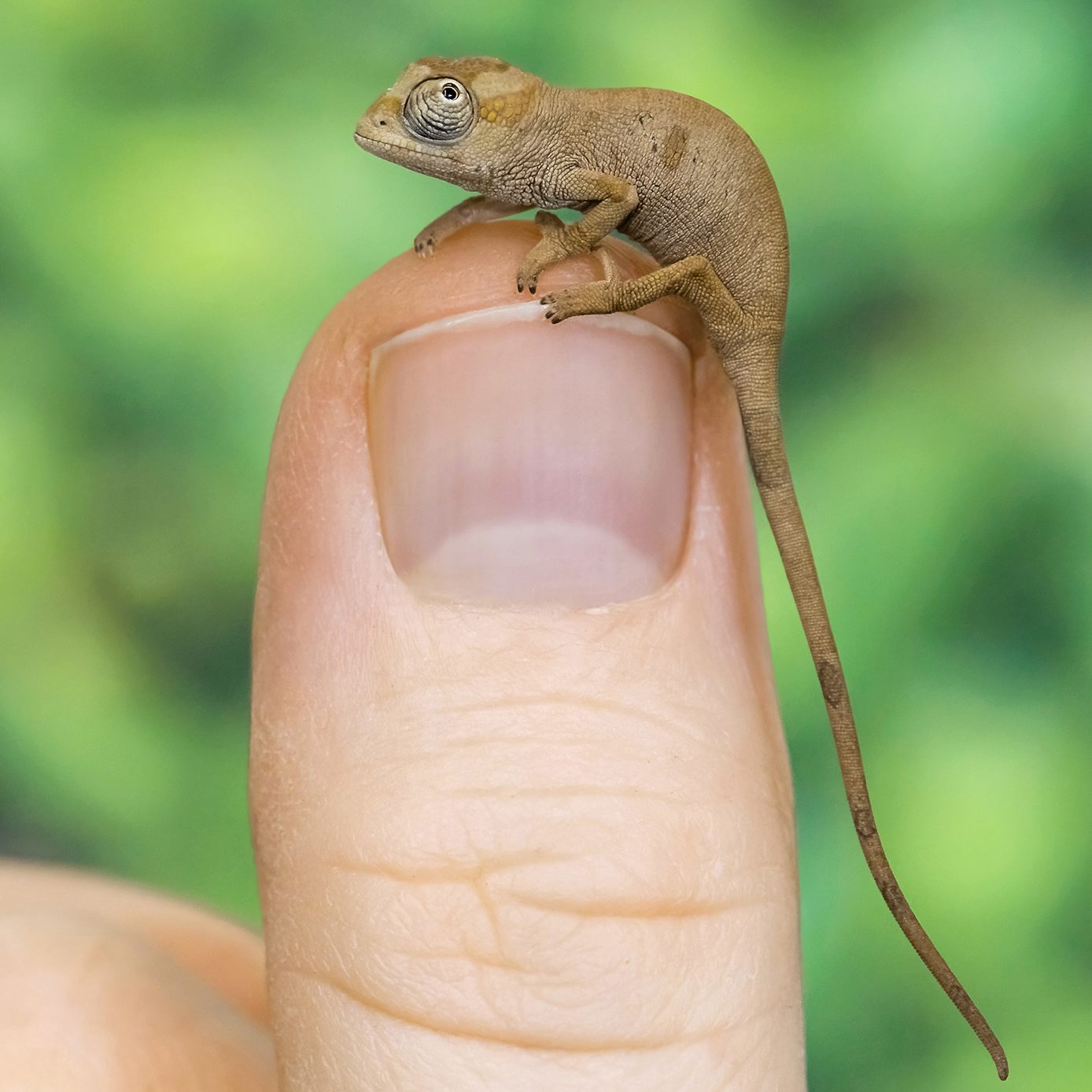 Ein Jungtier Spitznasenchamäleon (Kinyongia oxyrhina) im Tiergarten Schönbrunn. Der Zoo kann Erfolg bei der Nachzucht von mehreren Arten von Zwergchamäleons vermelden.