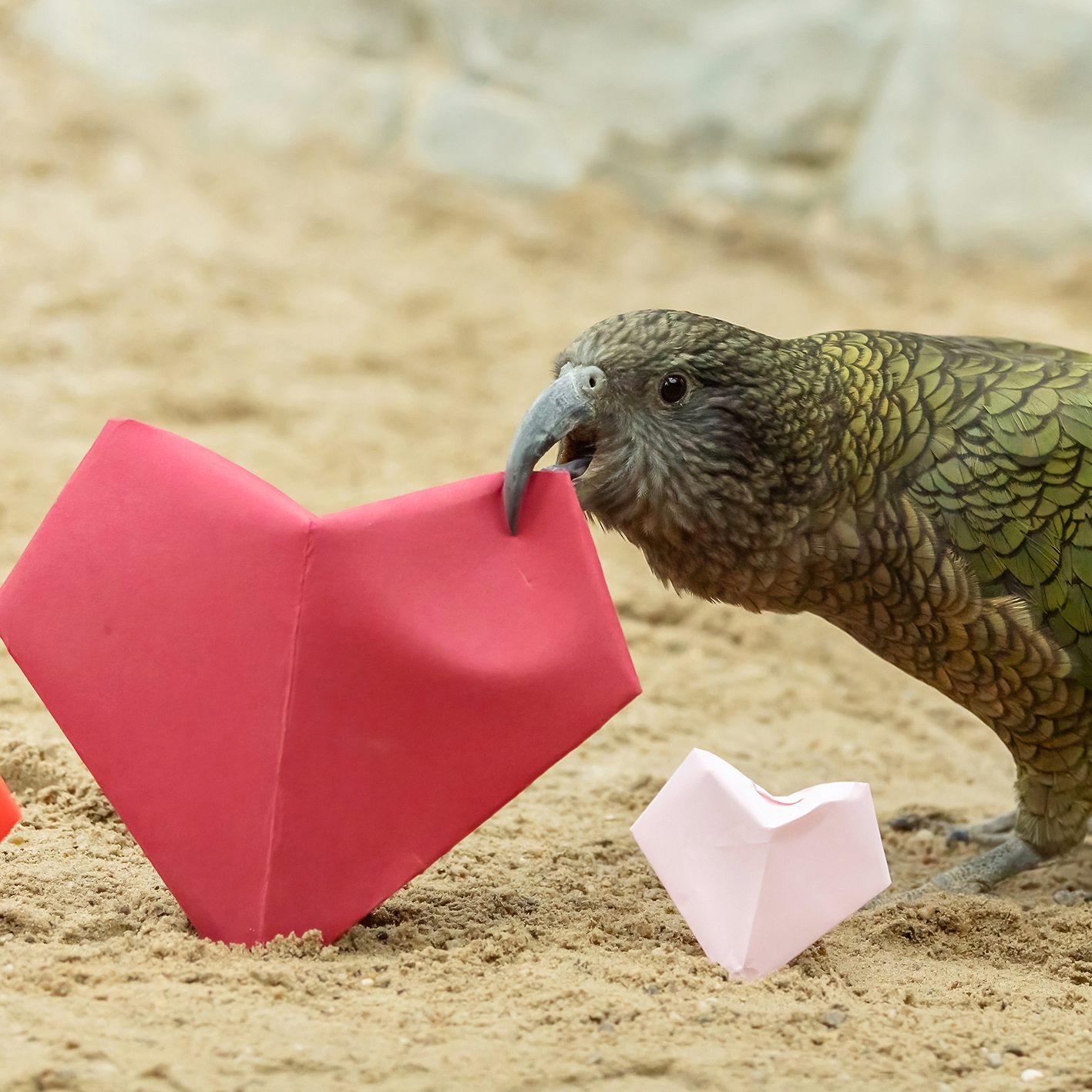 Die Keas im Tiergarten Schönbrunn feierten den Valentinstag mit Papierherzen.